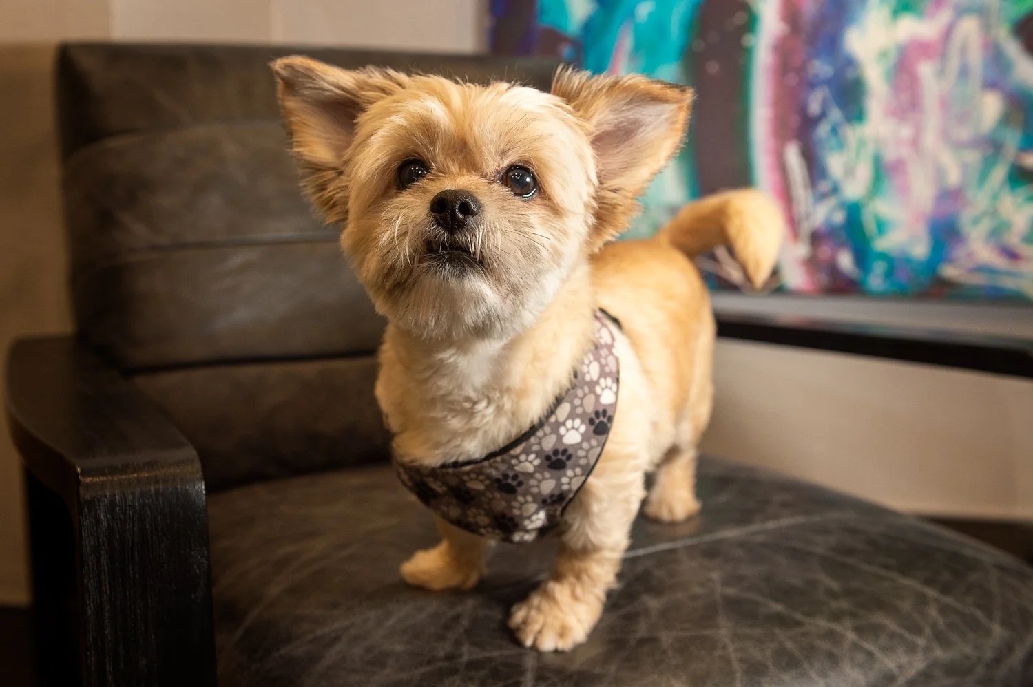 The best little Chili dog in the GTA