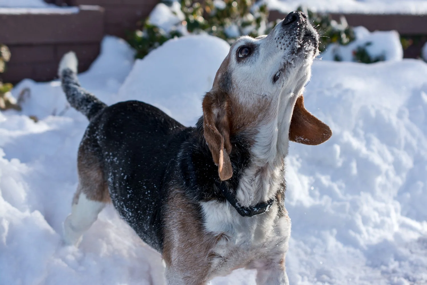 They called him Pappy