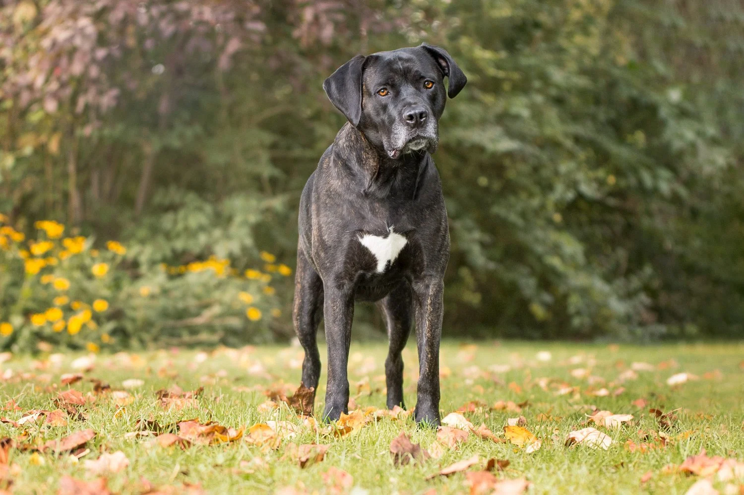 You can't do that with my dog. Oh yes I can.