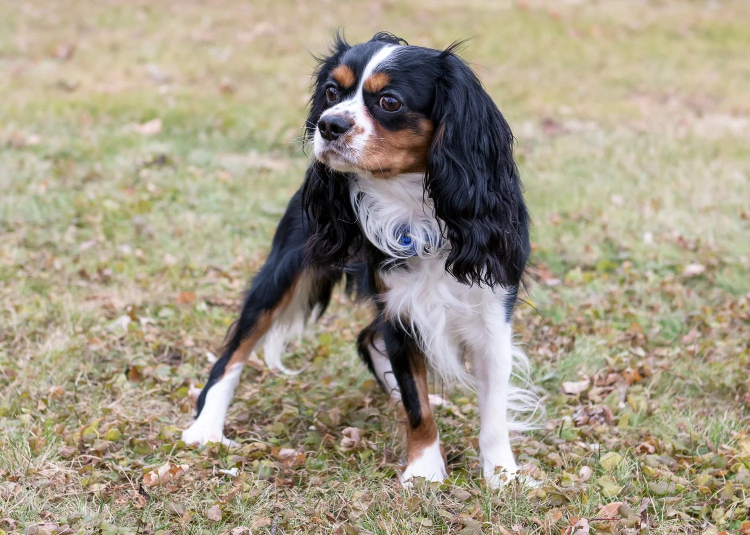 Yes, your dog is a supermodel