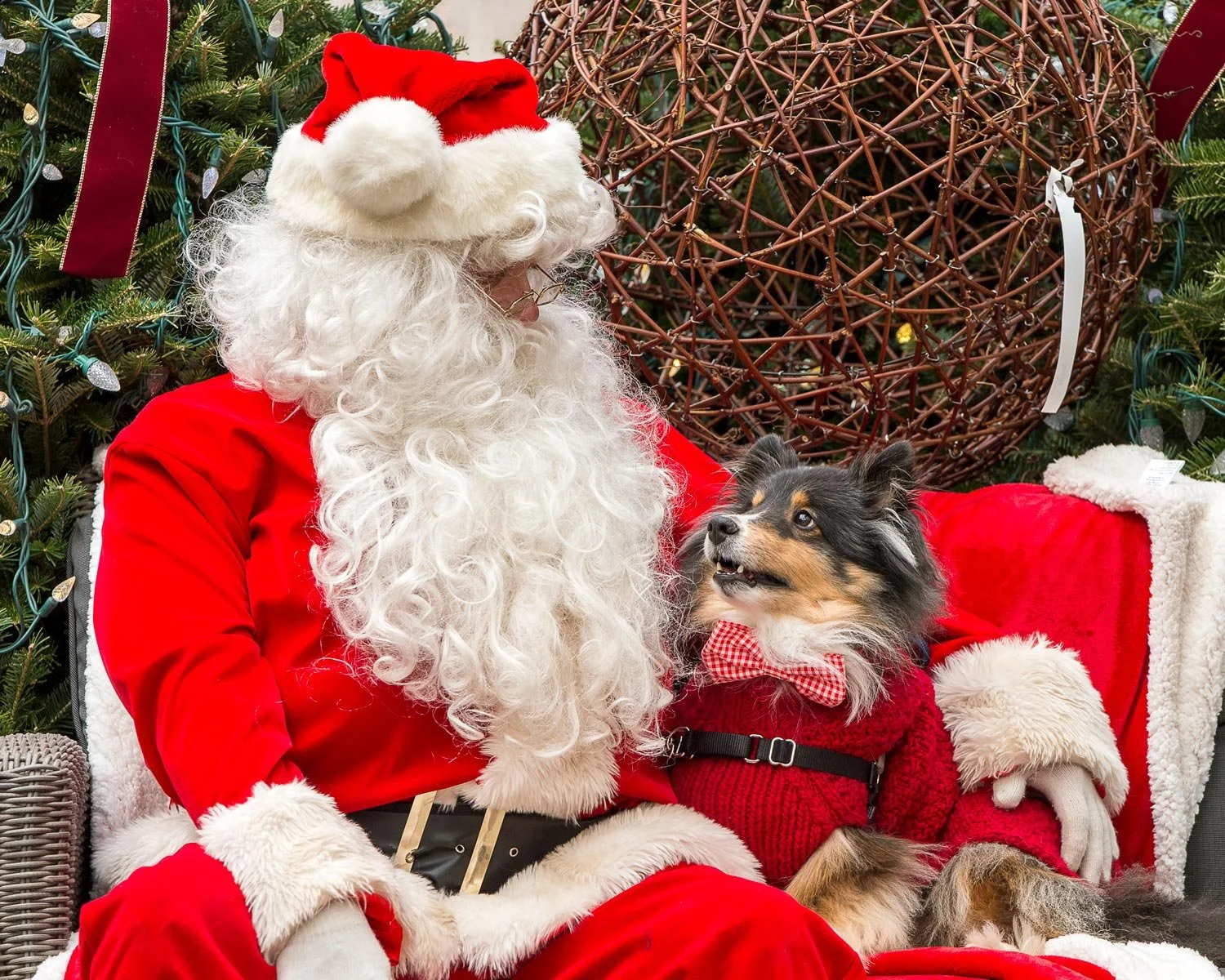 Santa Paws is coming to town