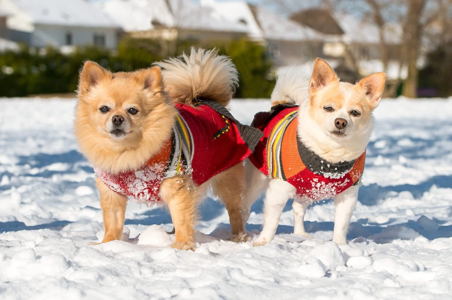 Chica and Arnica - Photographing Rescues