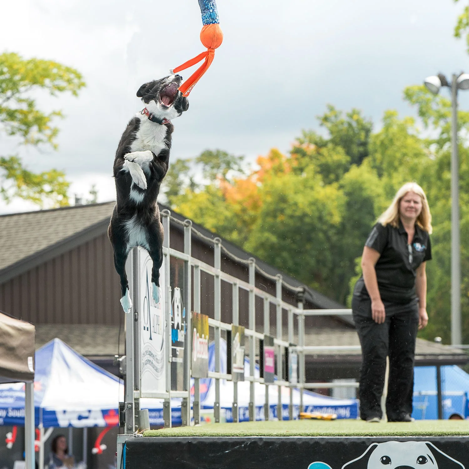 Dogs that go splash!!