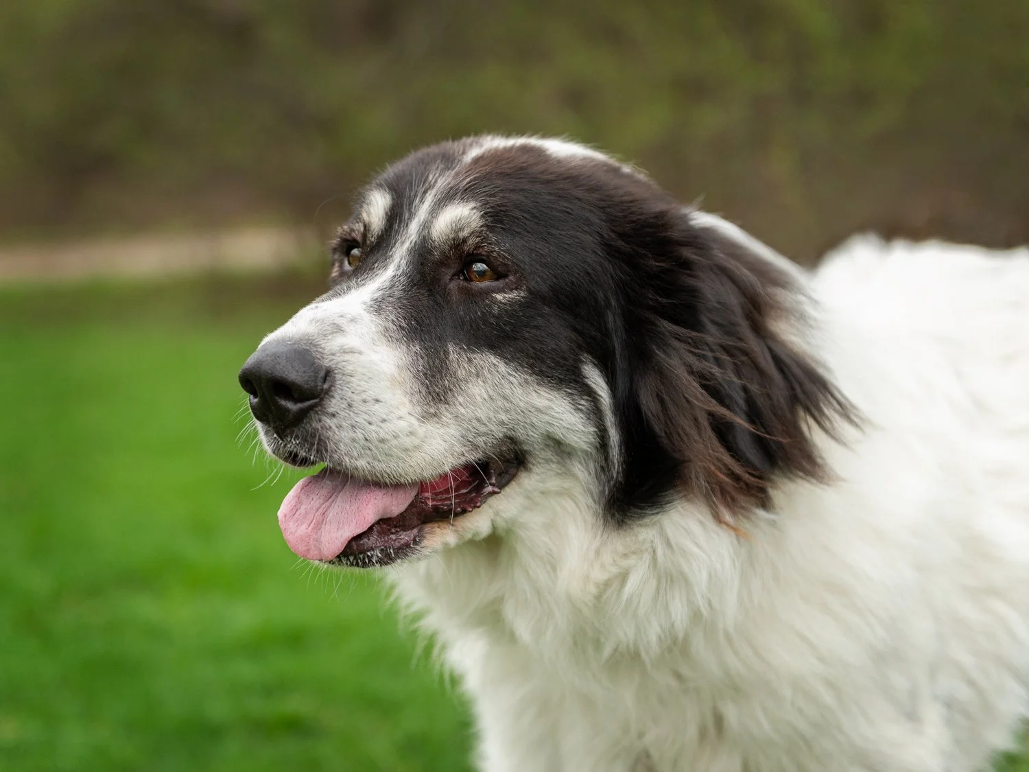 IDP_Sadie_2587_WEB.jpg
