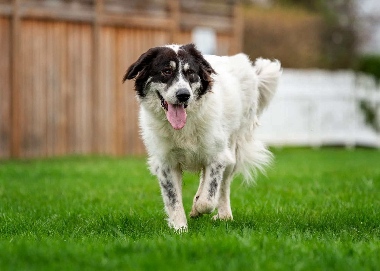 IDP_Sadie_2640_WEB.jpg