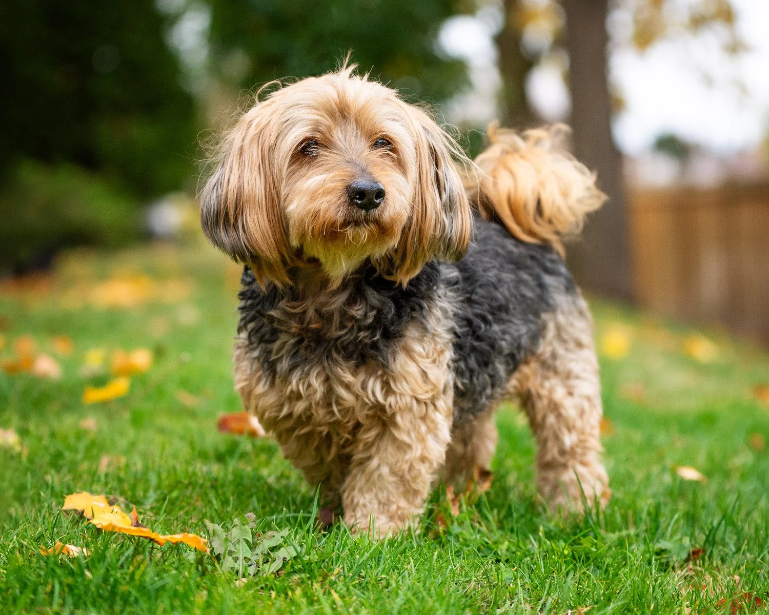 Kash - Rescue Dog Portrait

The majestic Kash, surveying his kingdom. This little man was a pleasure to work with, and we got some lovely images for the rescue's website.