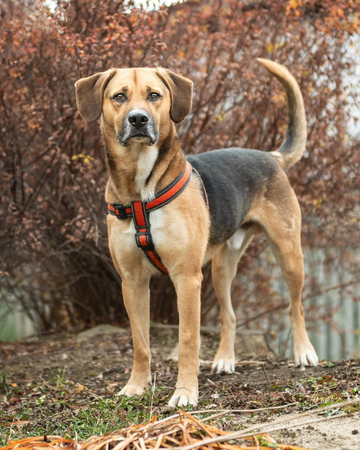 Miller - Rescue Dog Portrait

Miller being the best boy at the park during his adoption photo session for the Speaking of Dog's Rescue.