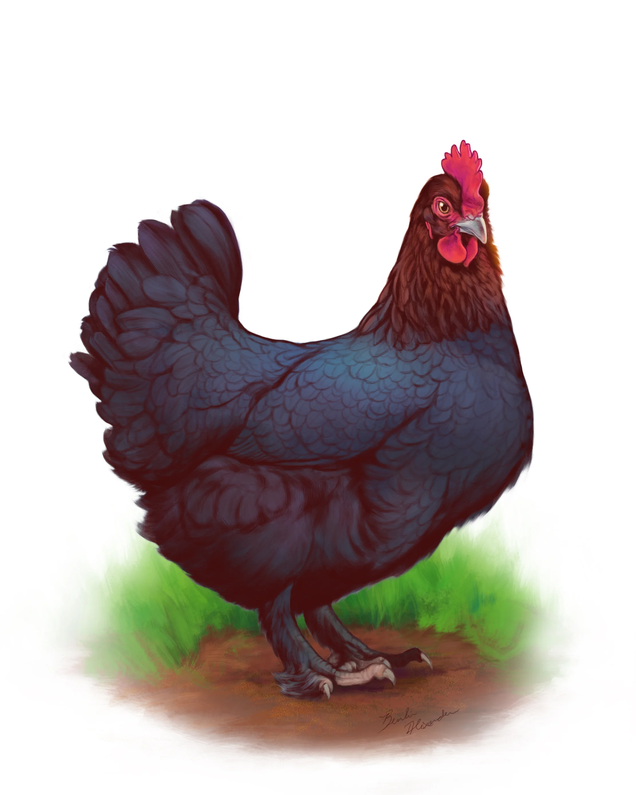 11_BenlinAlexander_CopperMaran.jpg
