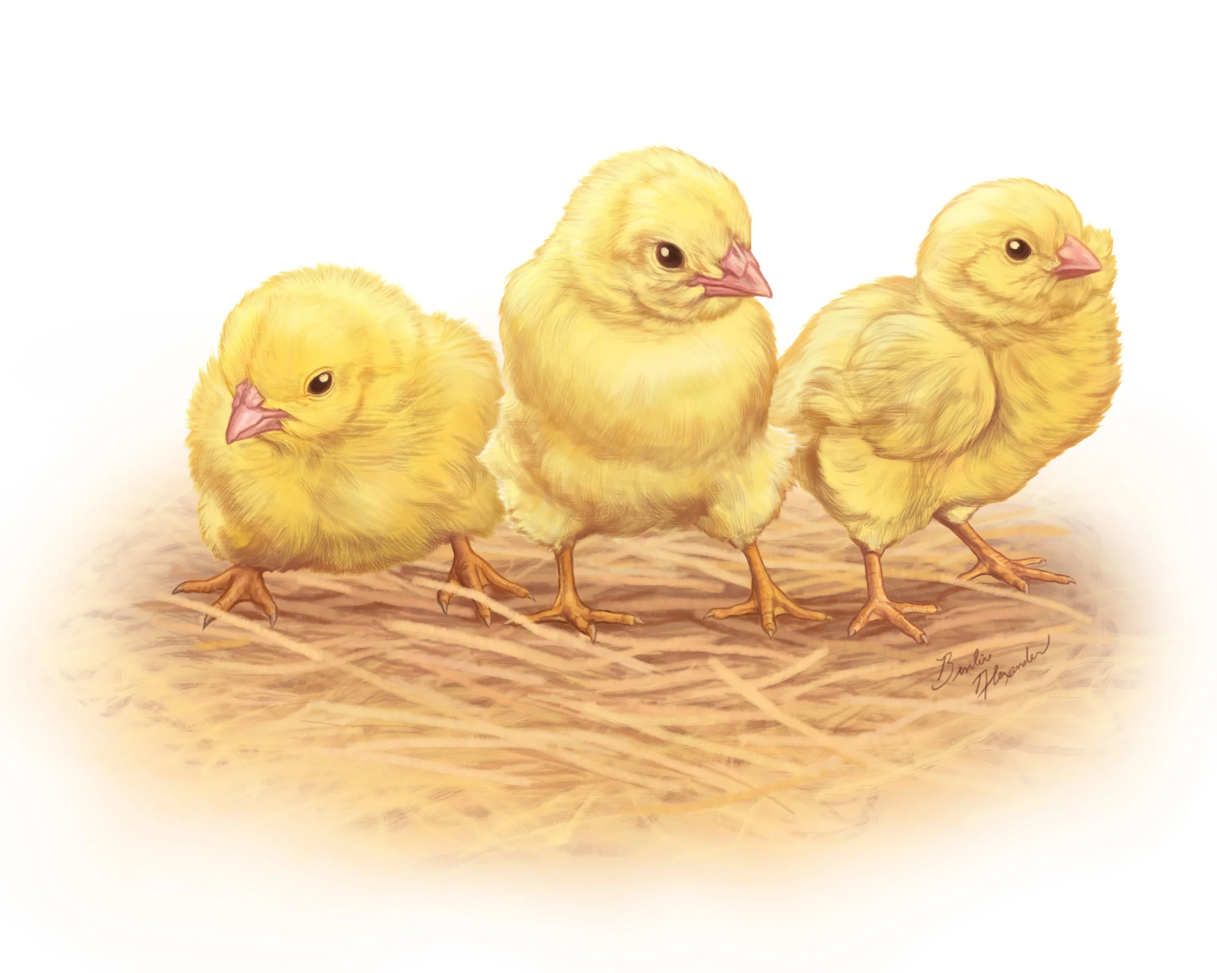 18_BenlinAlexanderChicks.jpg