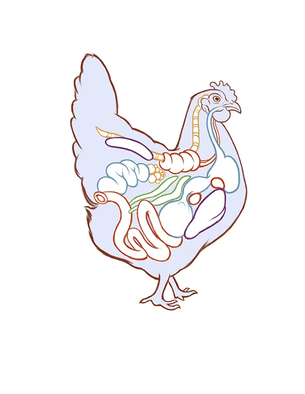 16_BenlinAlexander_16Anatomy.jpg