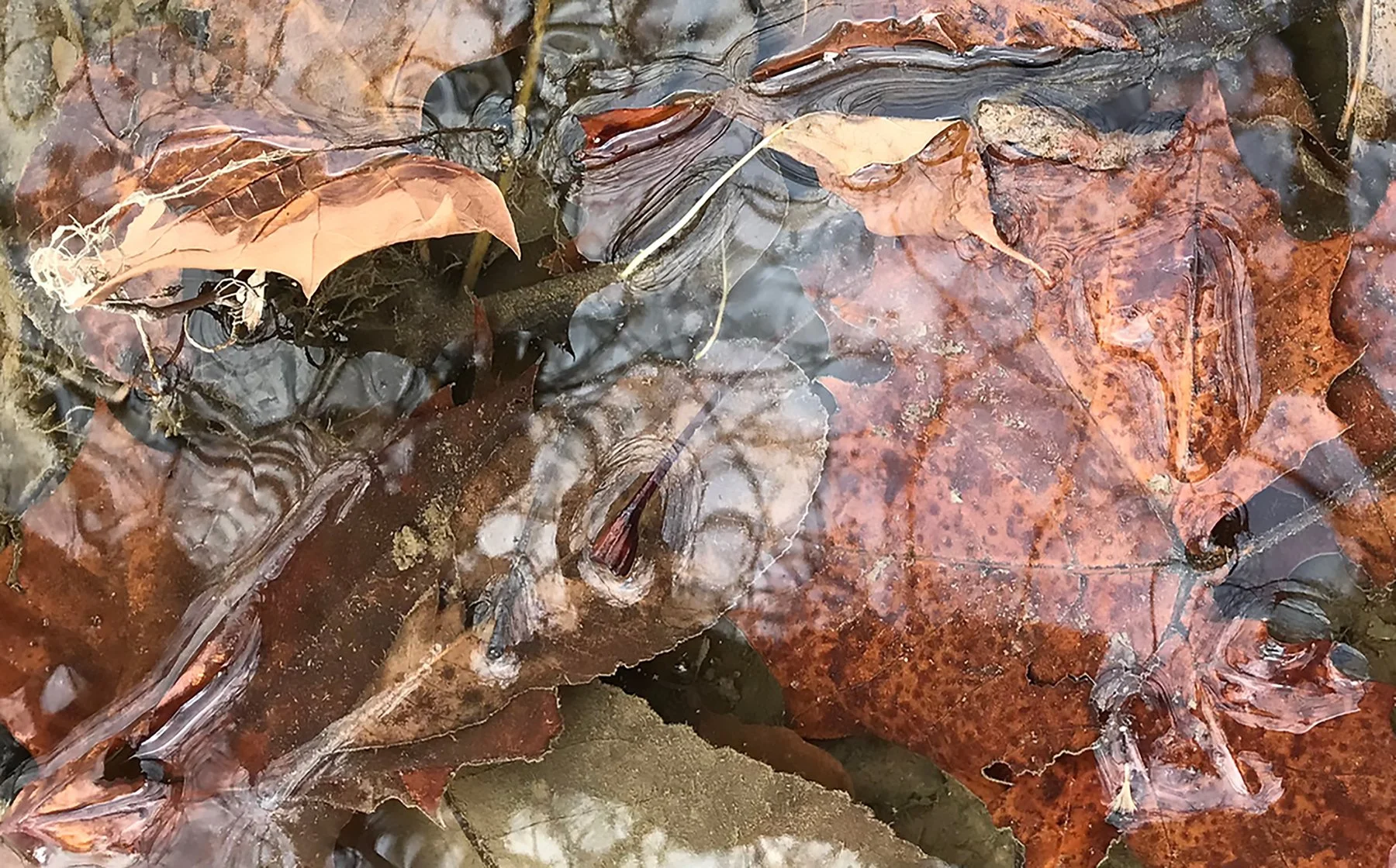 1smVfuchs 2020 water 3 entanglement copy 2.jpg