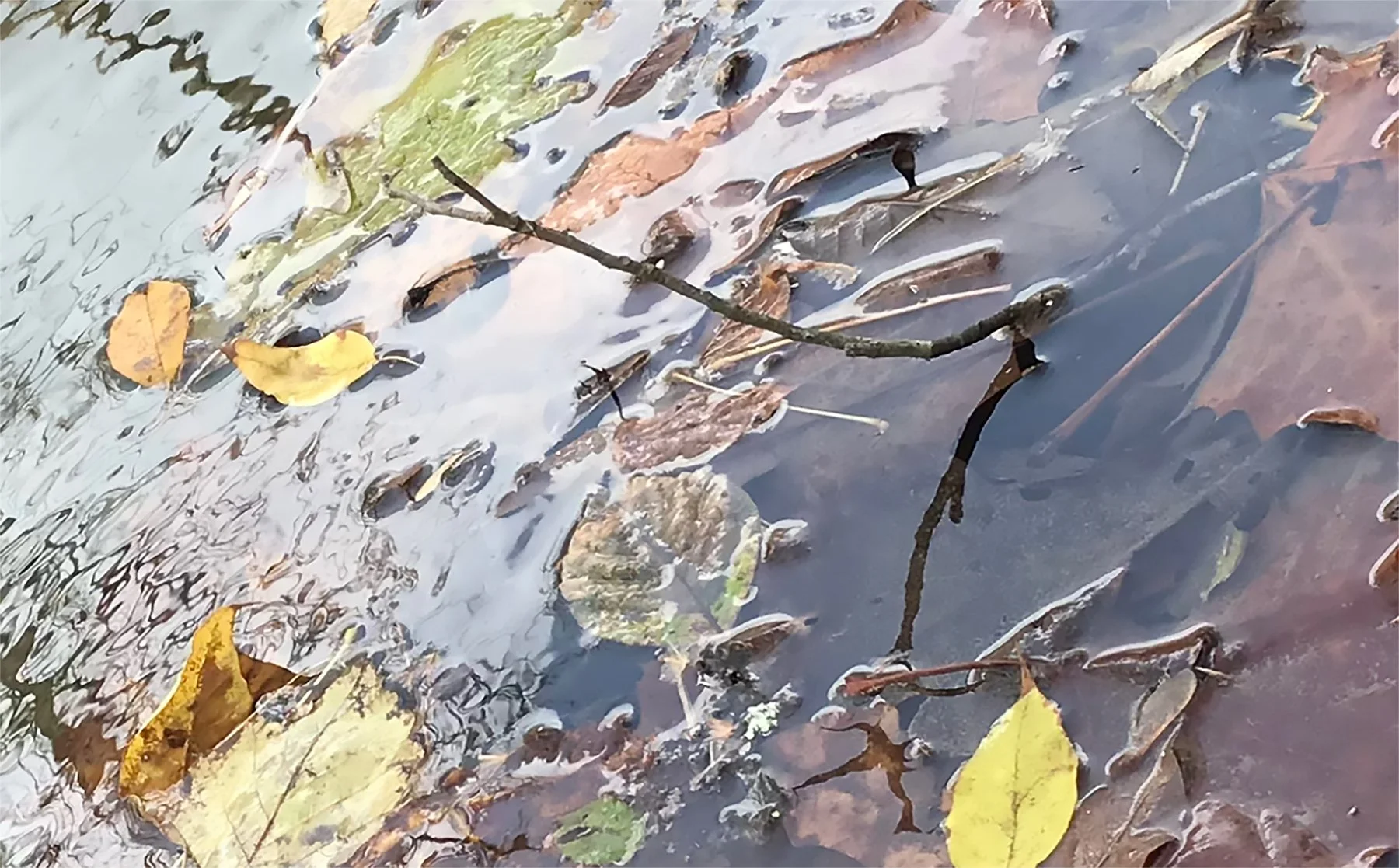 sm4A yellow A leaves copy.jpg