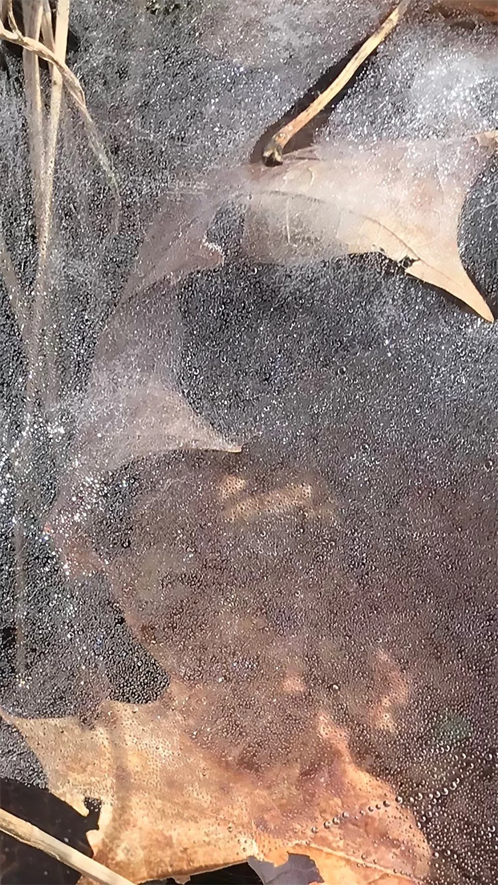 sm8 Web AlIMG_9771.jpg