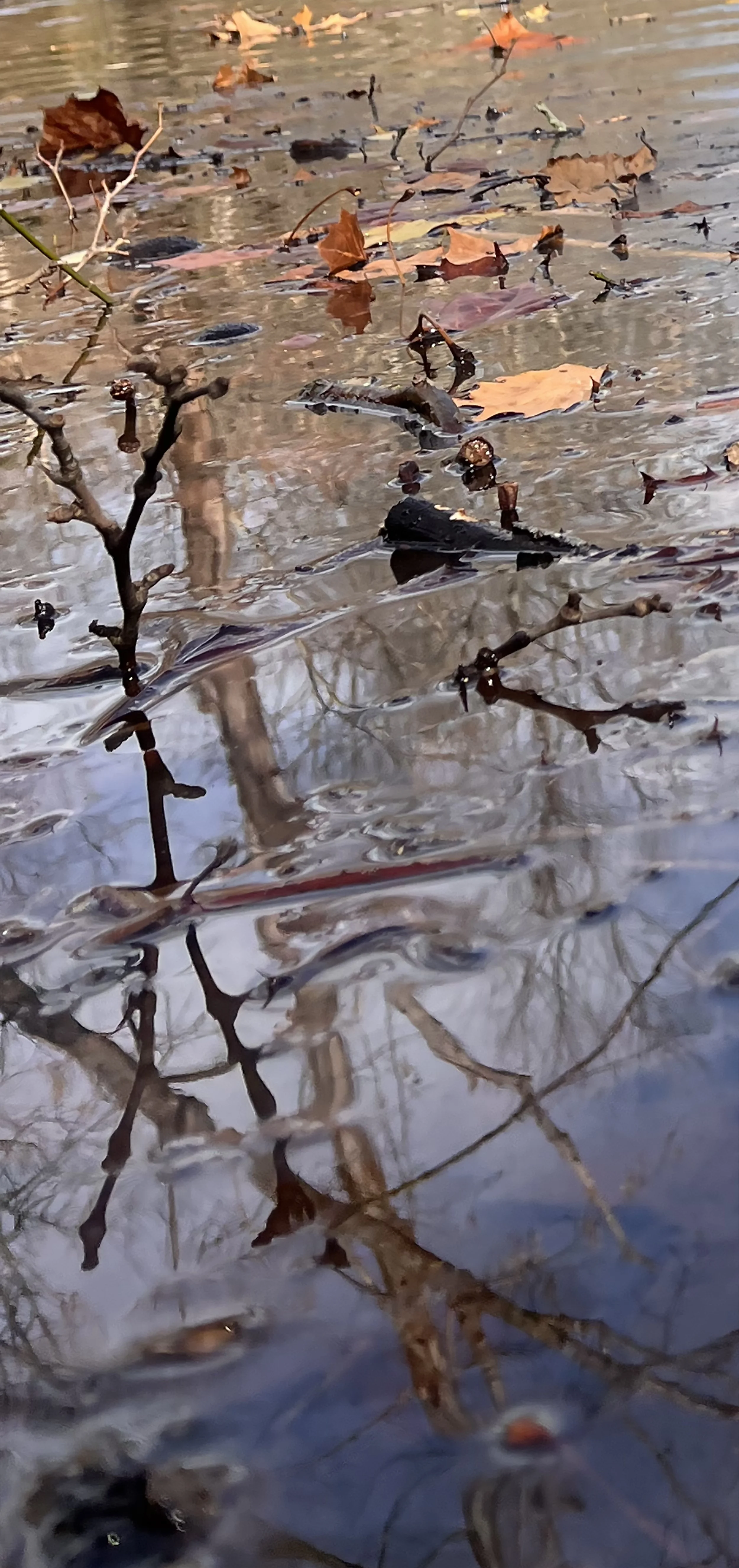 sm7 a tall branch 9 x 20 IMG_2402 copy.jpg