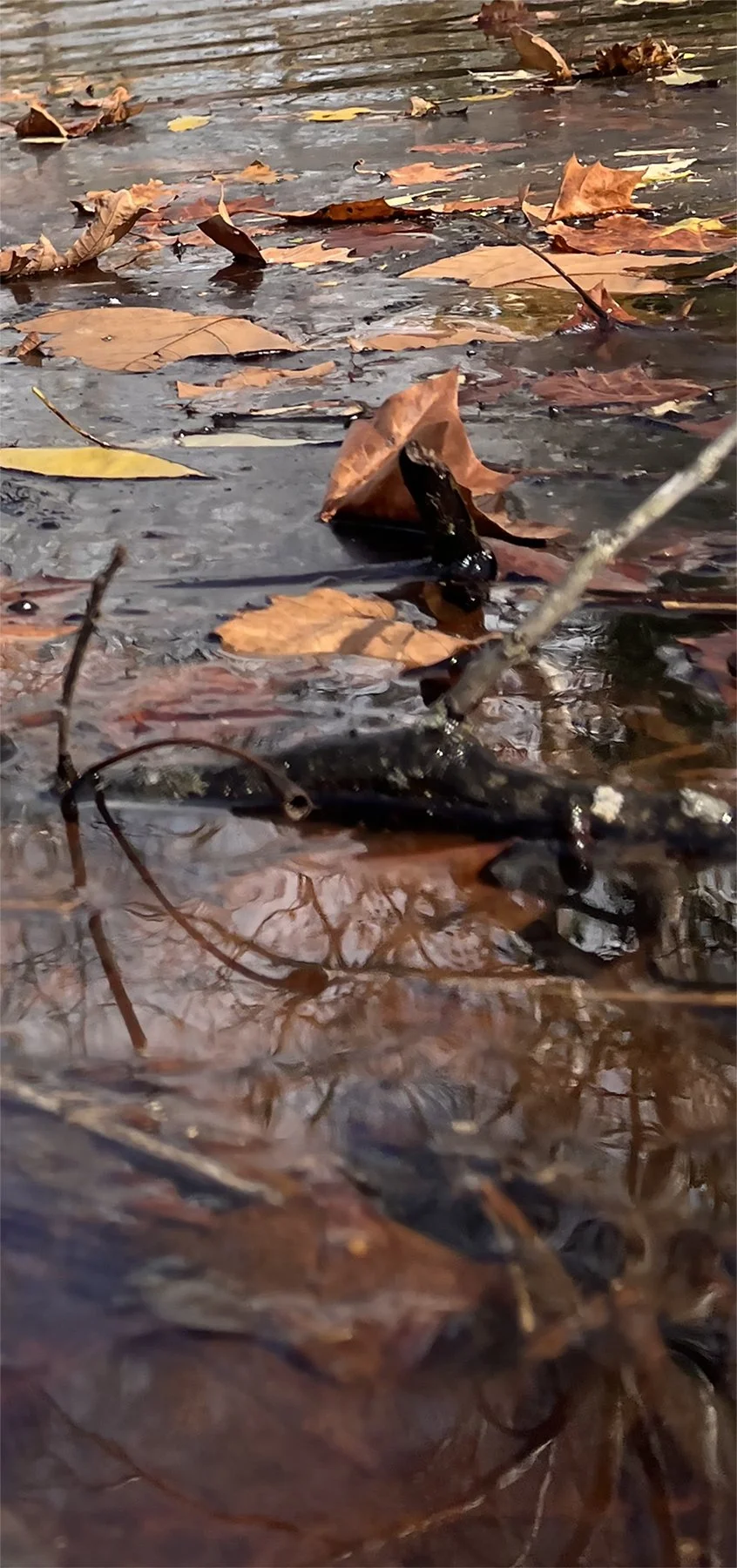 5 9.4 x 20 dark IMG_2404 copy.jpg