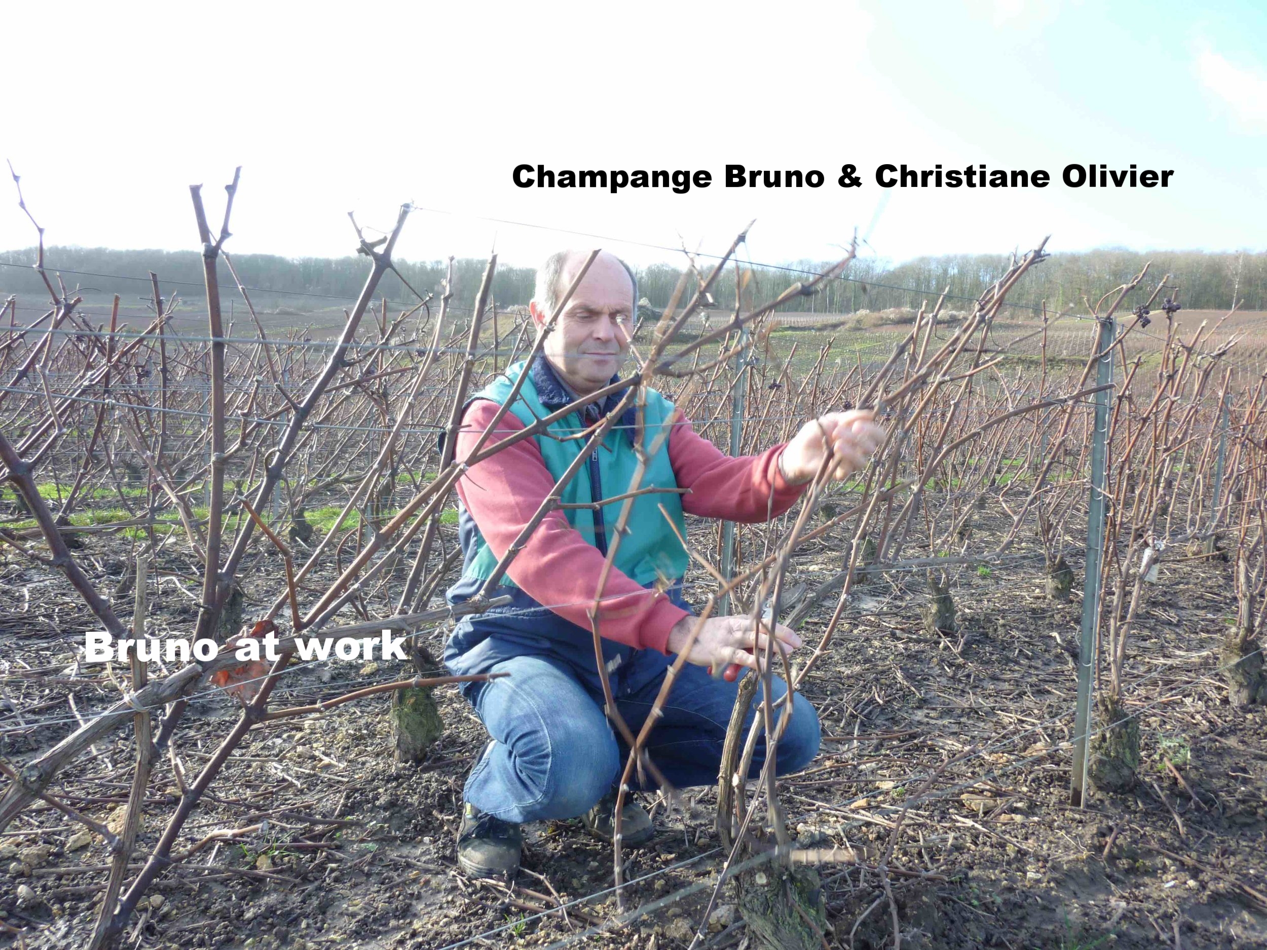 Bruno at Work in vineyard-1.jpg