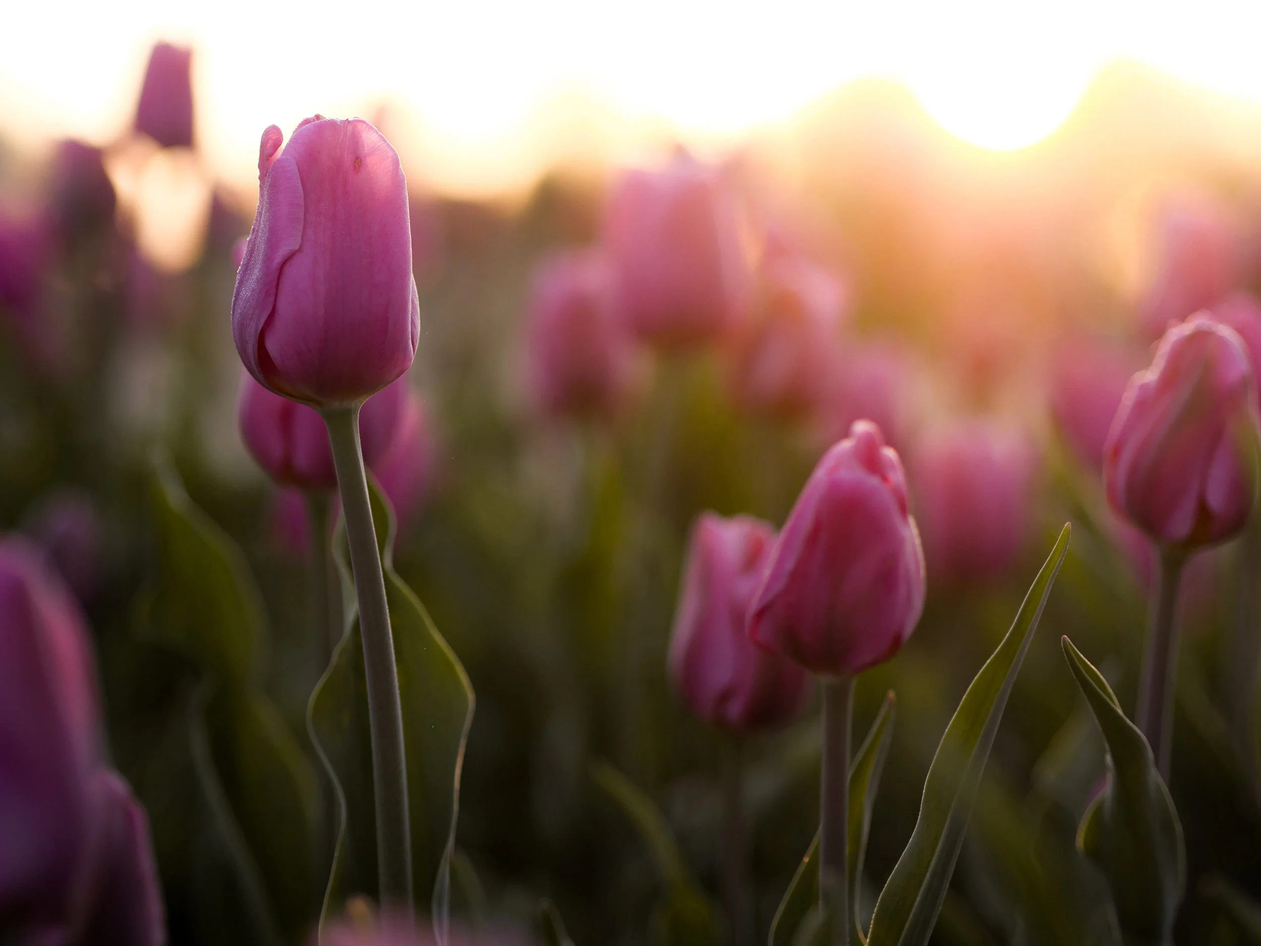 HollandTulips.jpg
