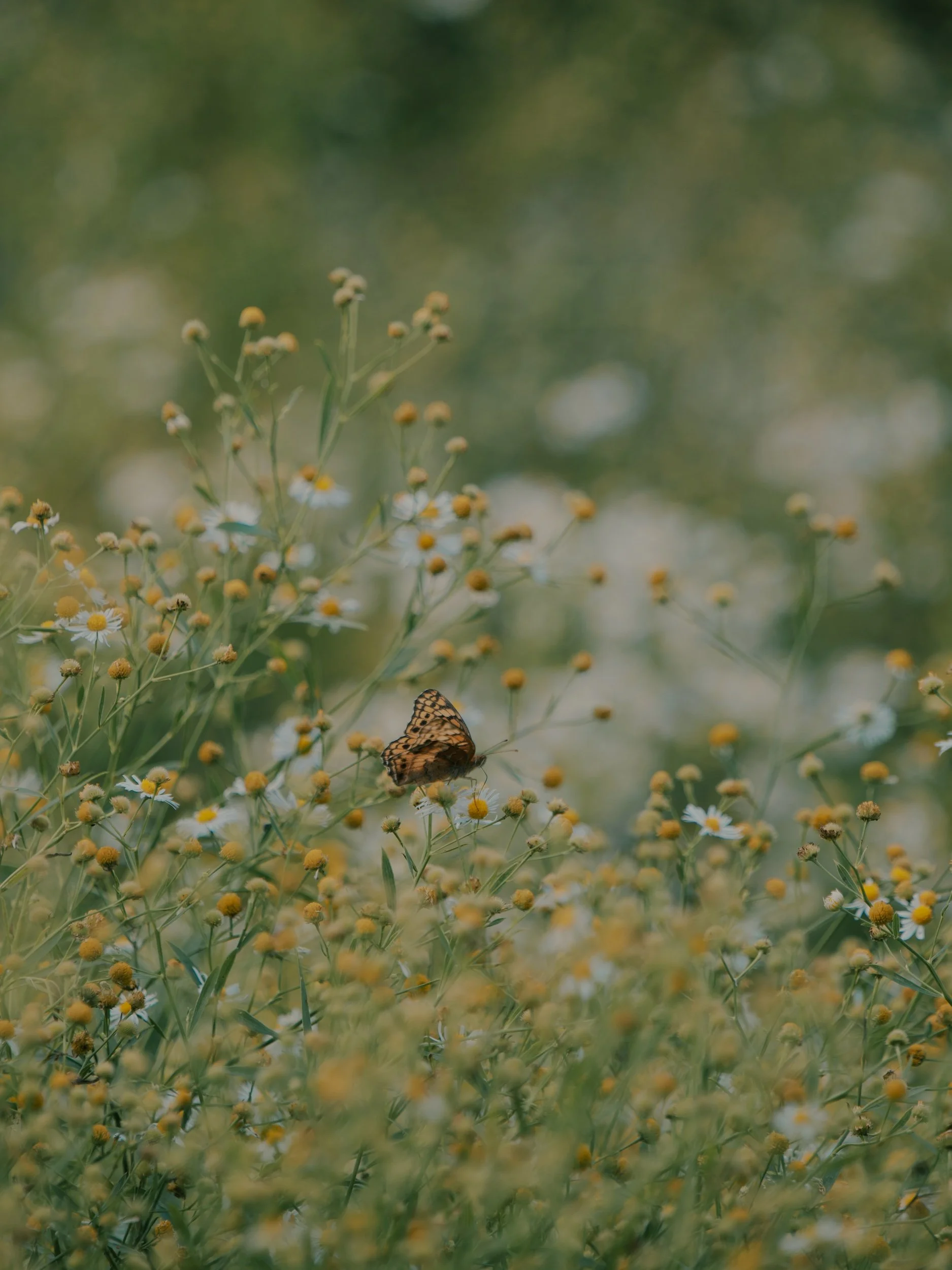 The Need for Solitude 