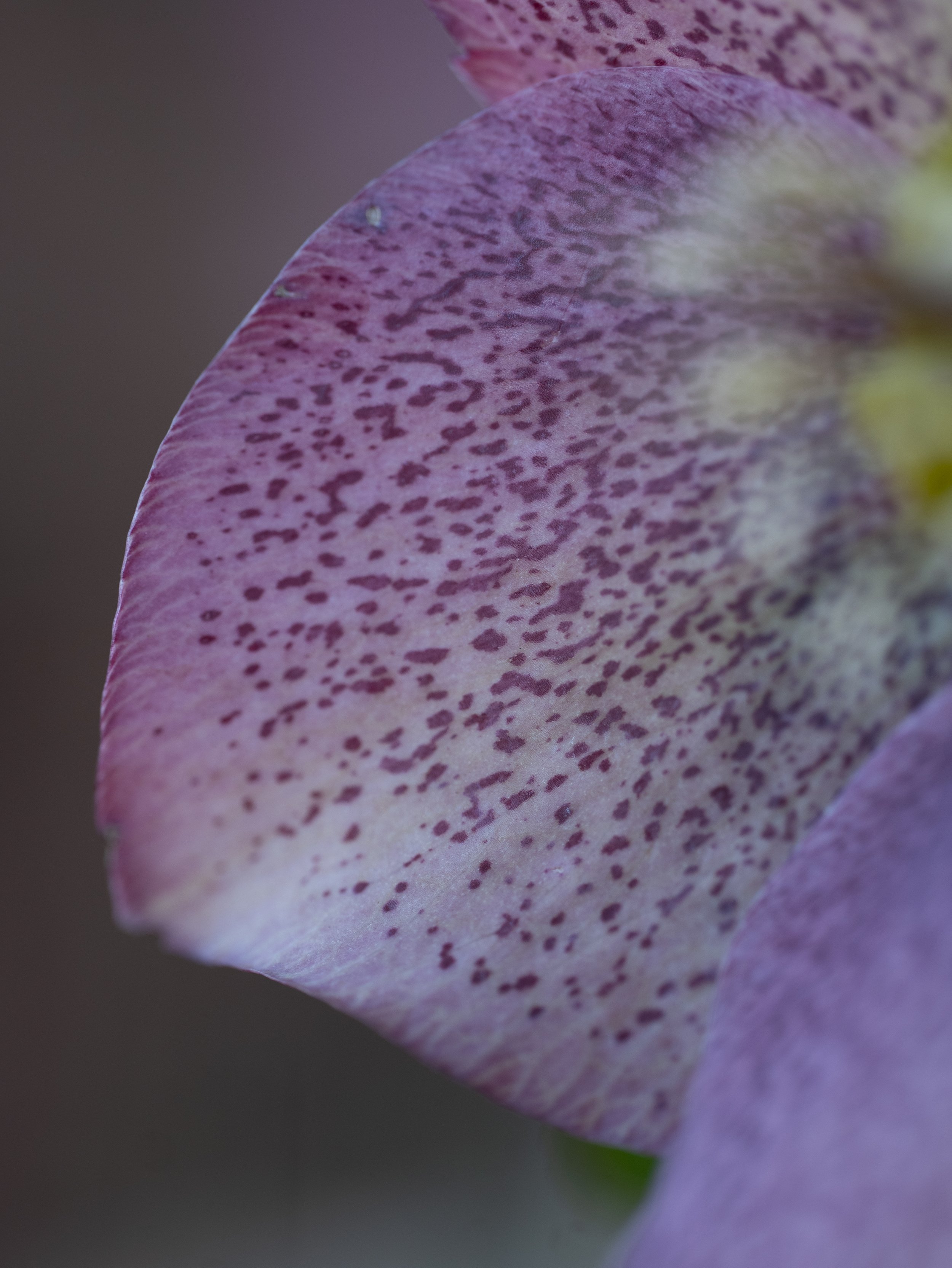 Close Up of Hellebore