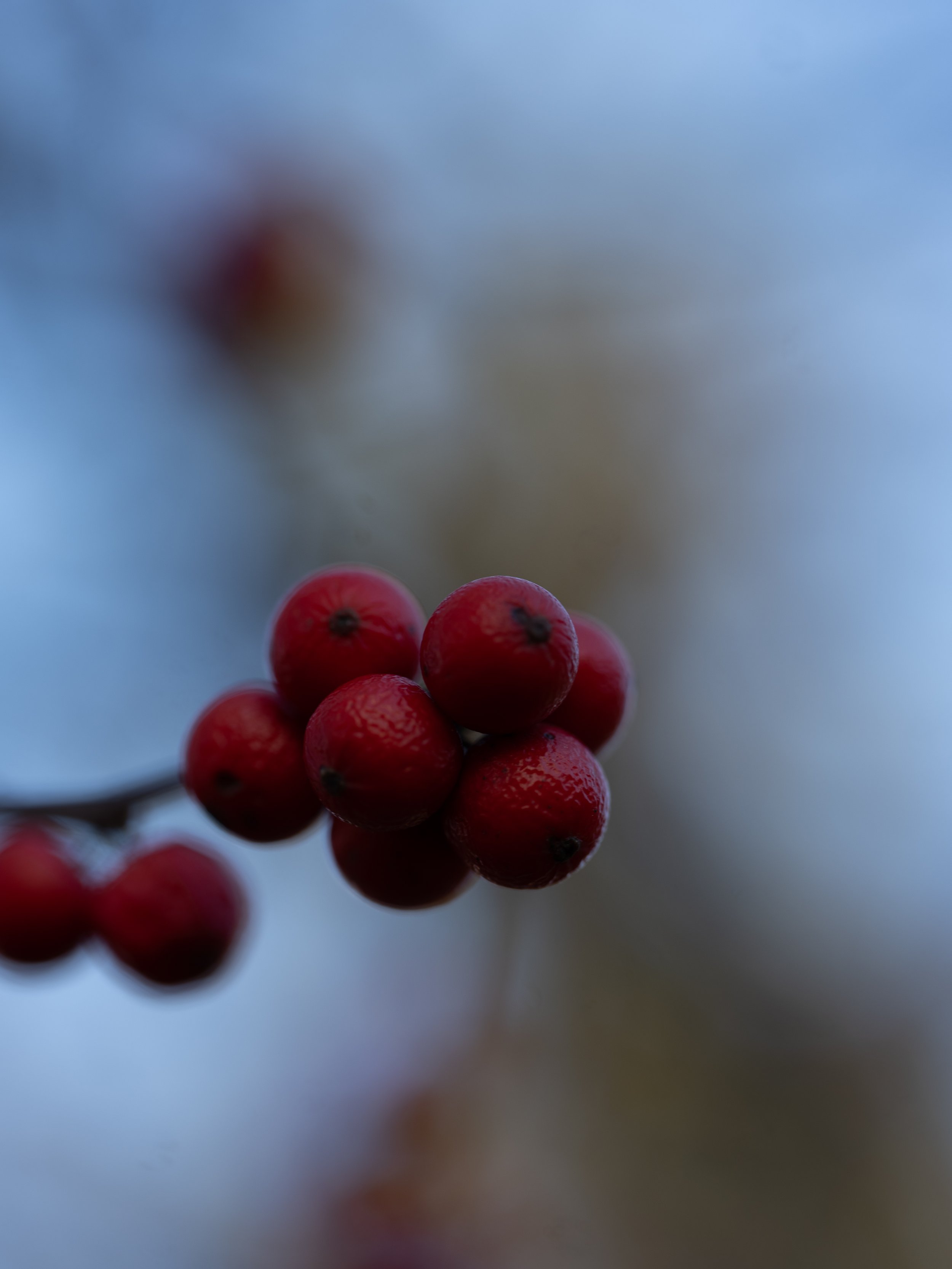 Macro of Winter Berries
