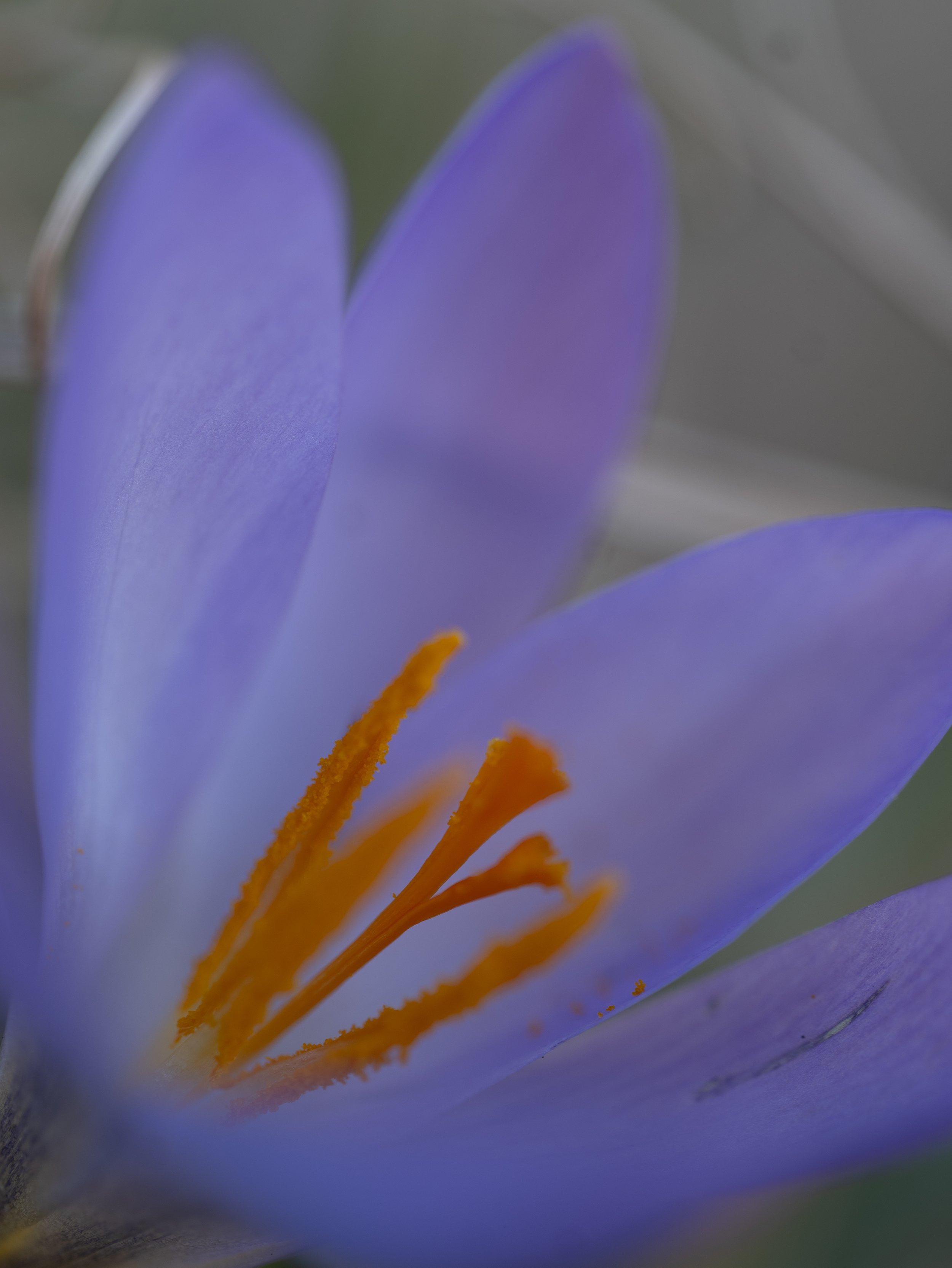 Early Spring Blooms - Crocus