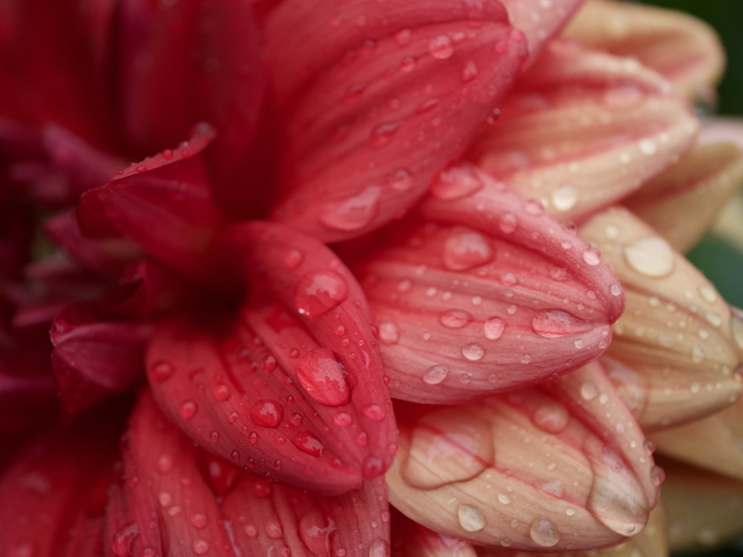 Dewey Dahlia.jpeg