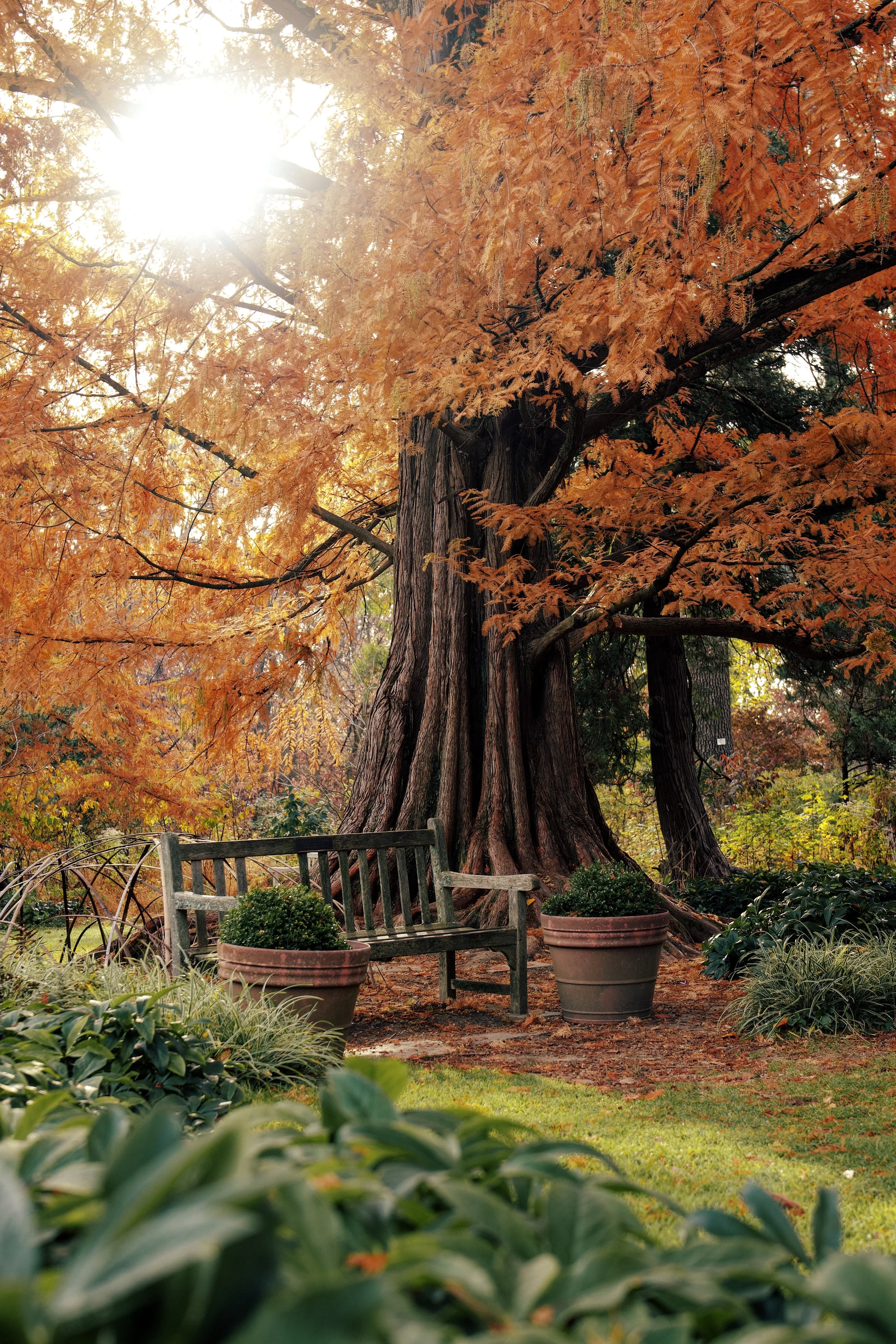 Cylburns Tree - Aaron Burden.jpeg