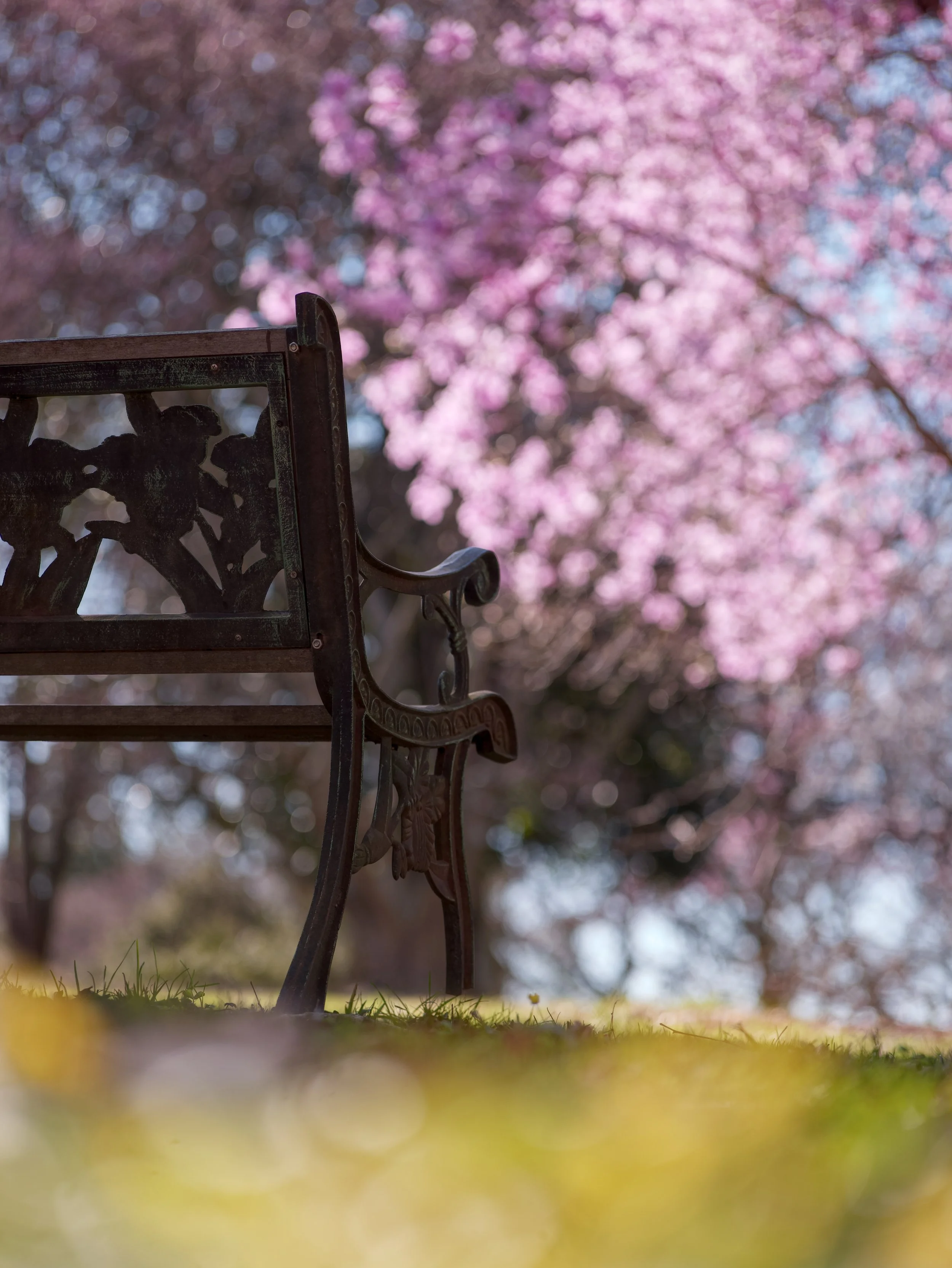 Spring at Cylburn - Aaron Burden.jpeg