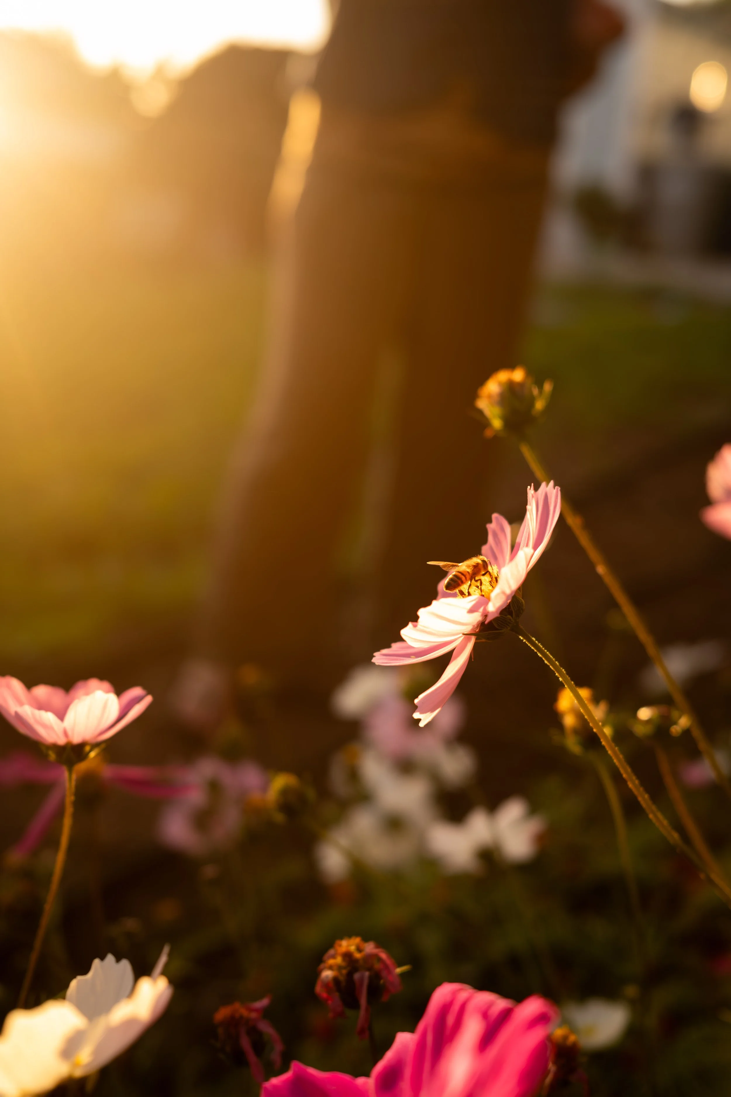 Ojeda Superbowl -23.jpg