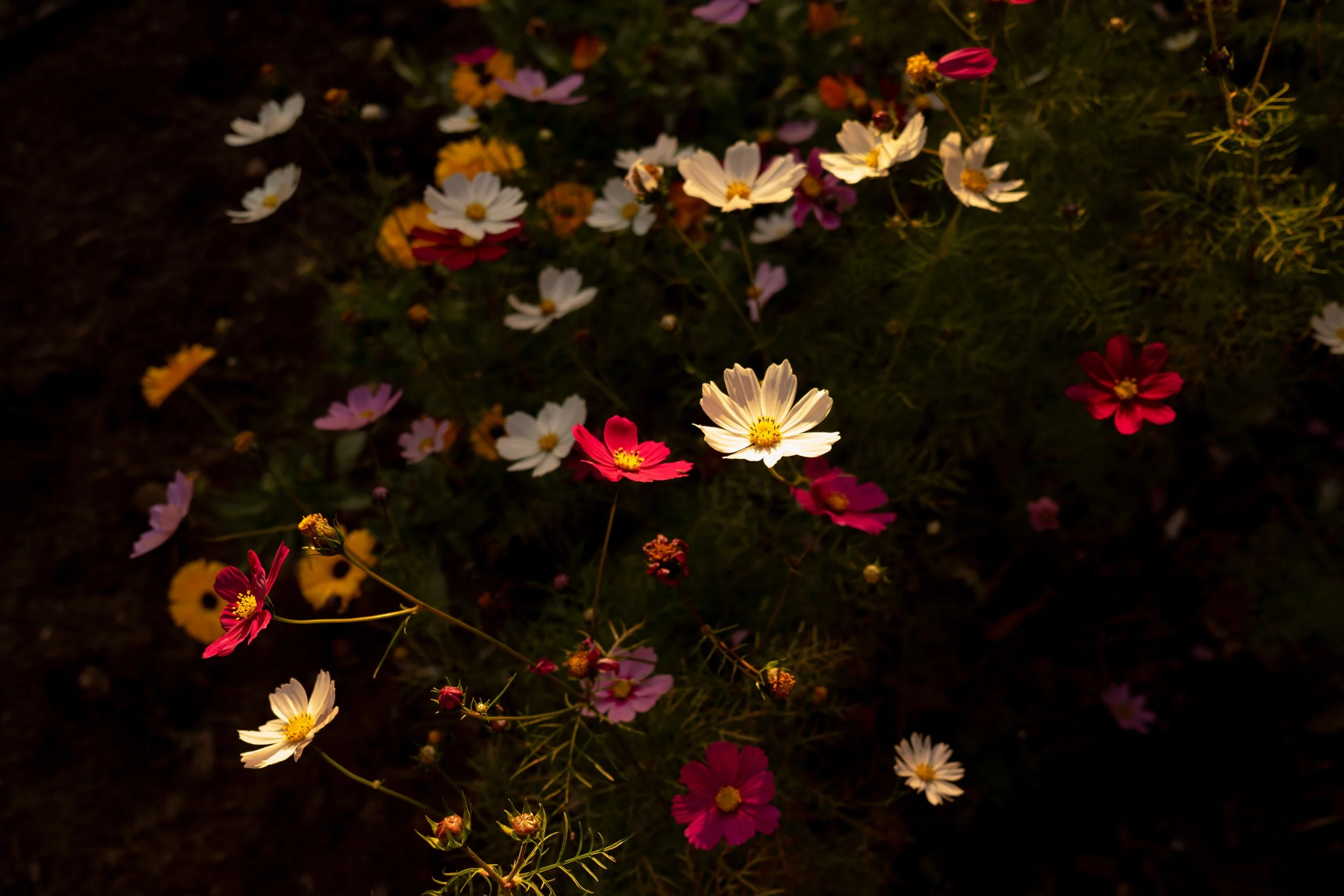 Ojeda Superbowl -20.jpg