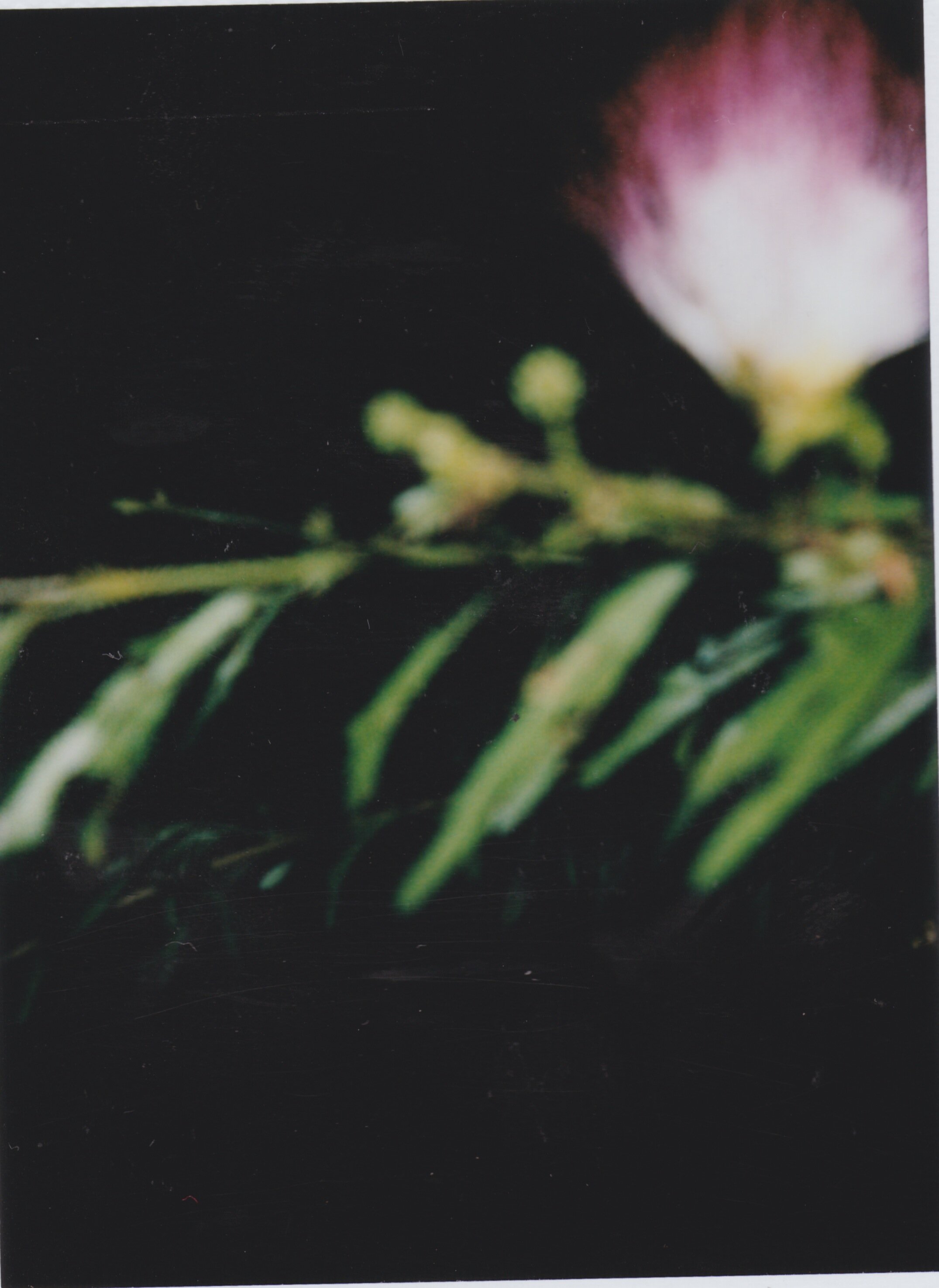 (I LOVE FLOWERS)