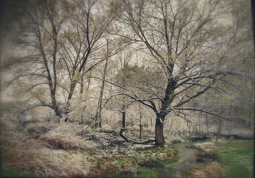 Winter view of the forest