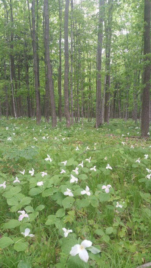 Beautiful white flowers dotting the garden at the barn