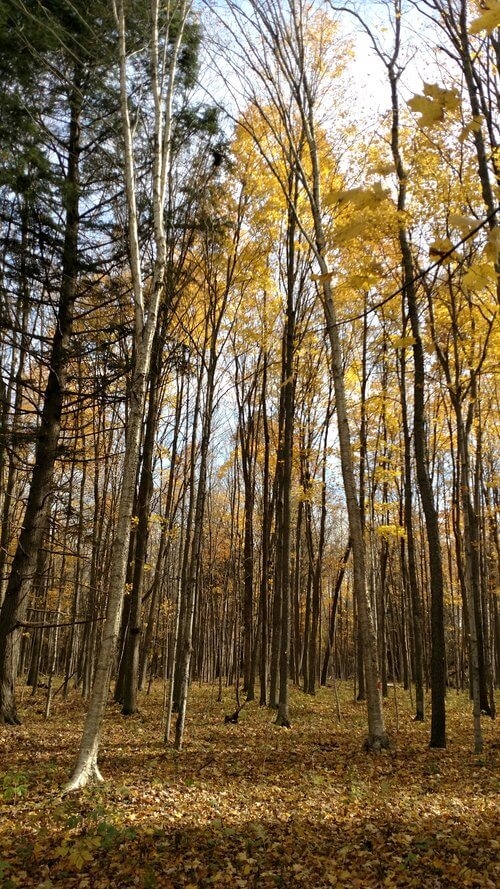 Tall trees in the forest