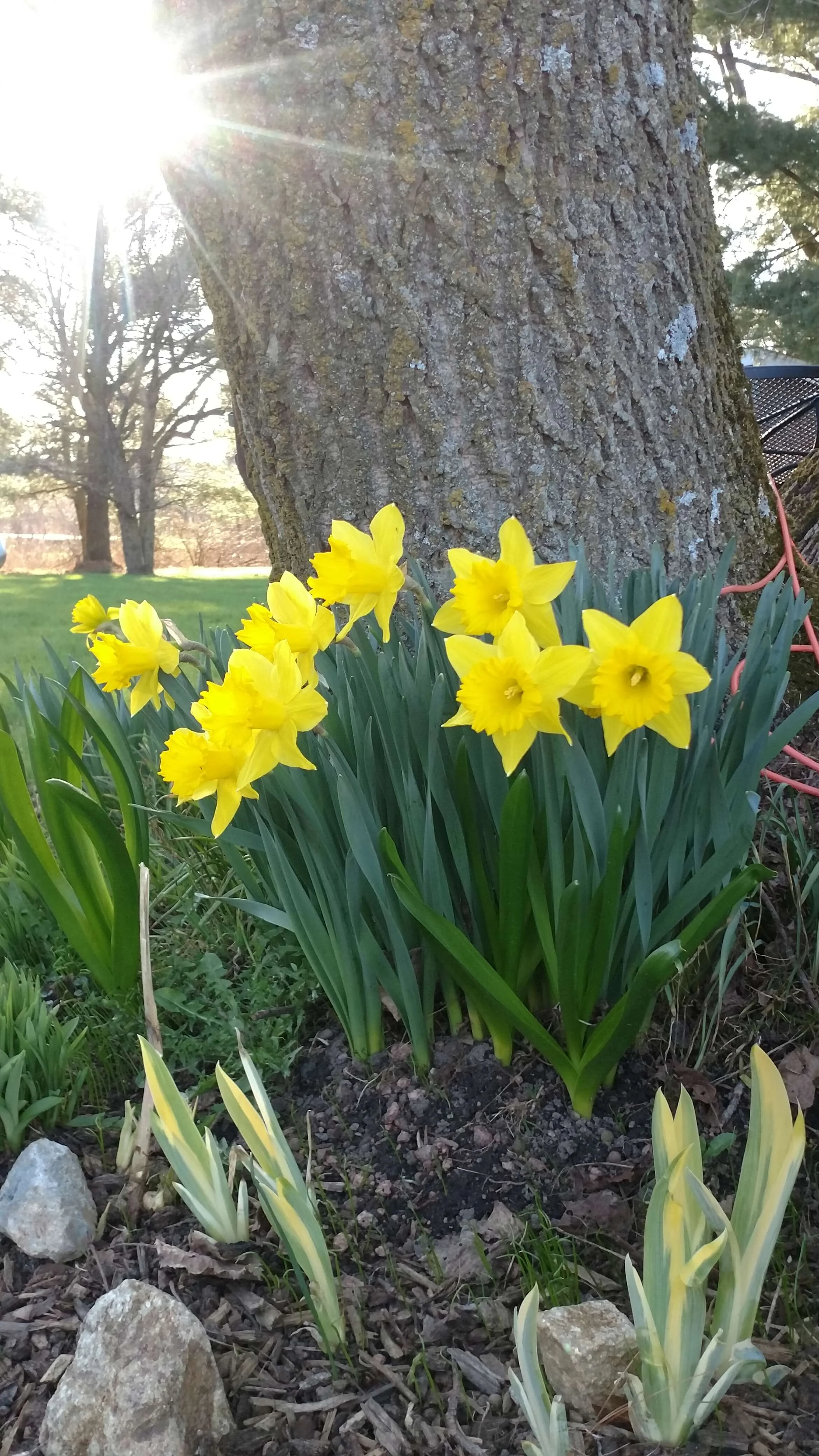 Bright flower shrubs at the entrance