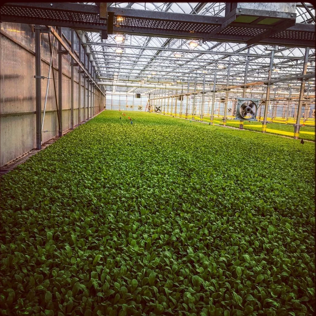 lettuce.jpg