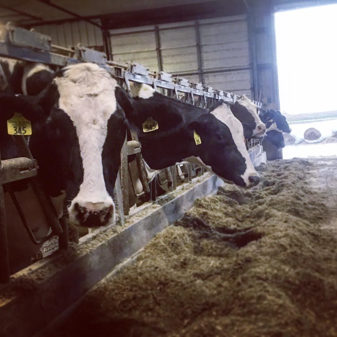 The great dairy trade war that will test President Trump