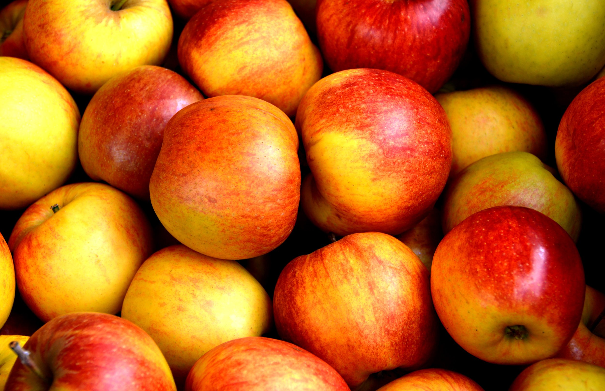 The apple that never browns wants to change your mind about genetically modified foods