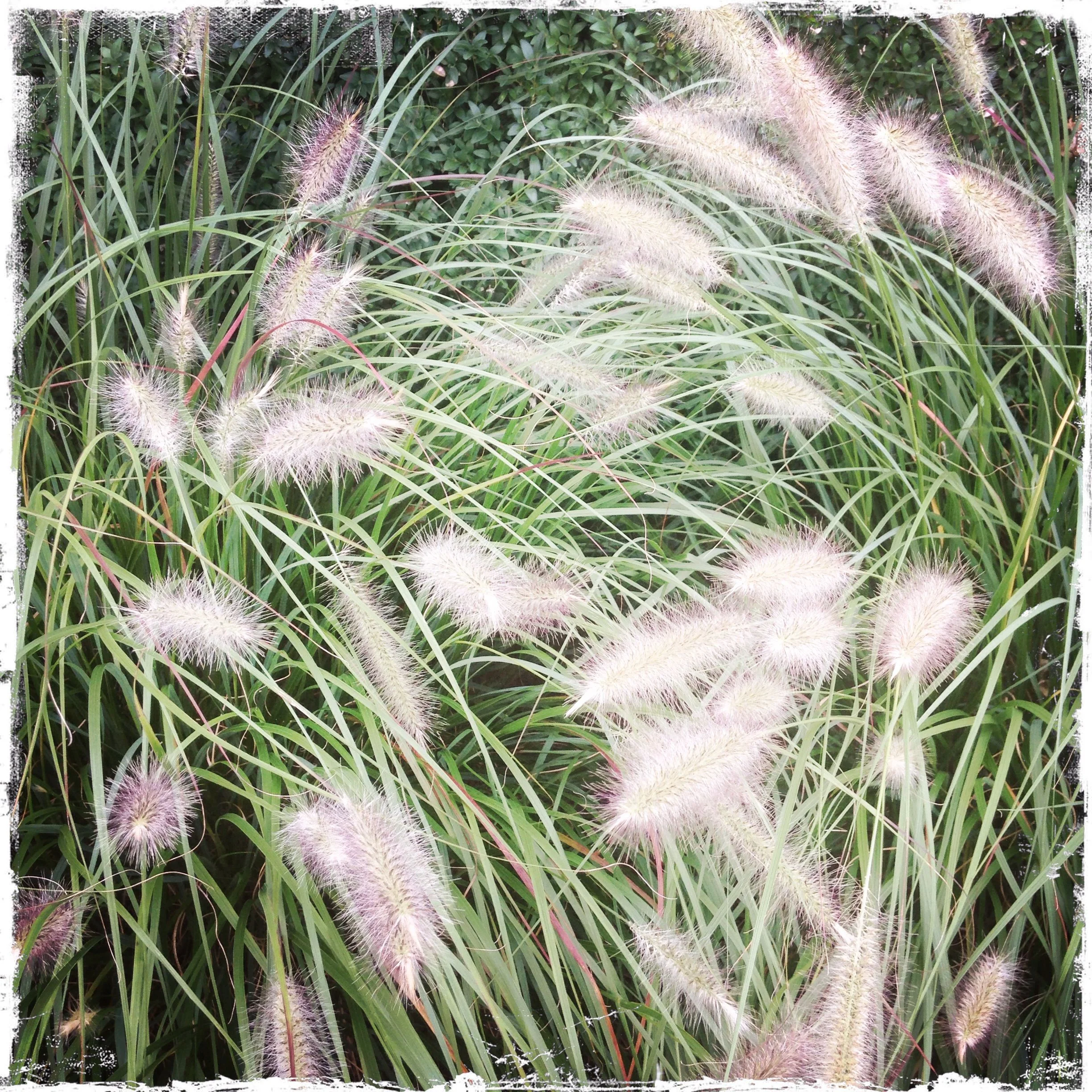 Caterpillar grass.