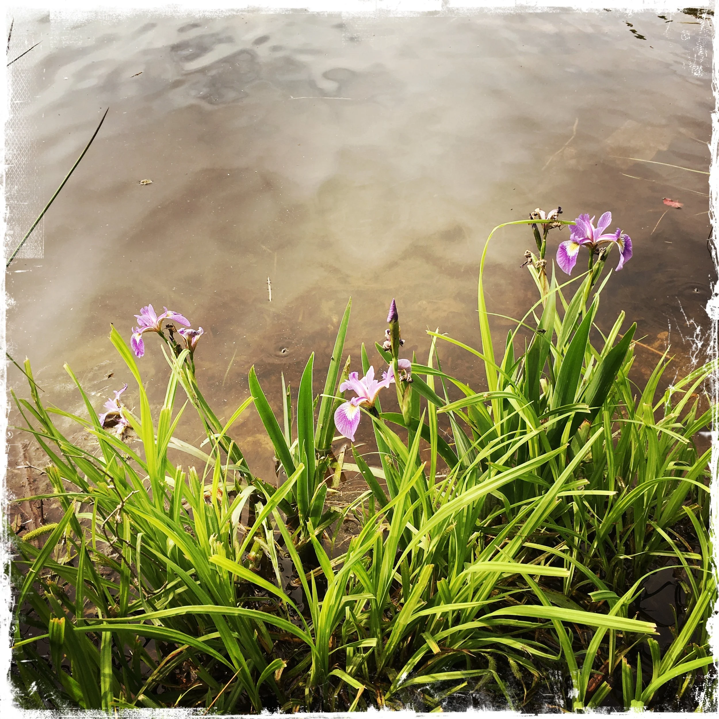 Native iris.