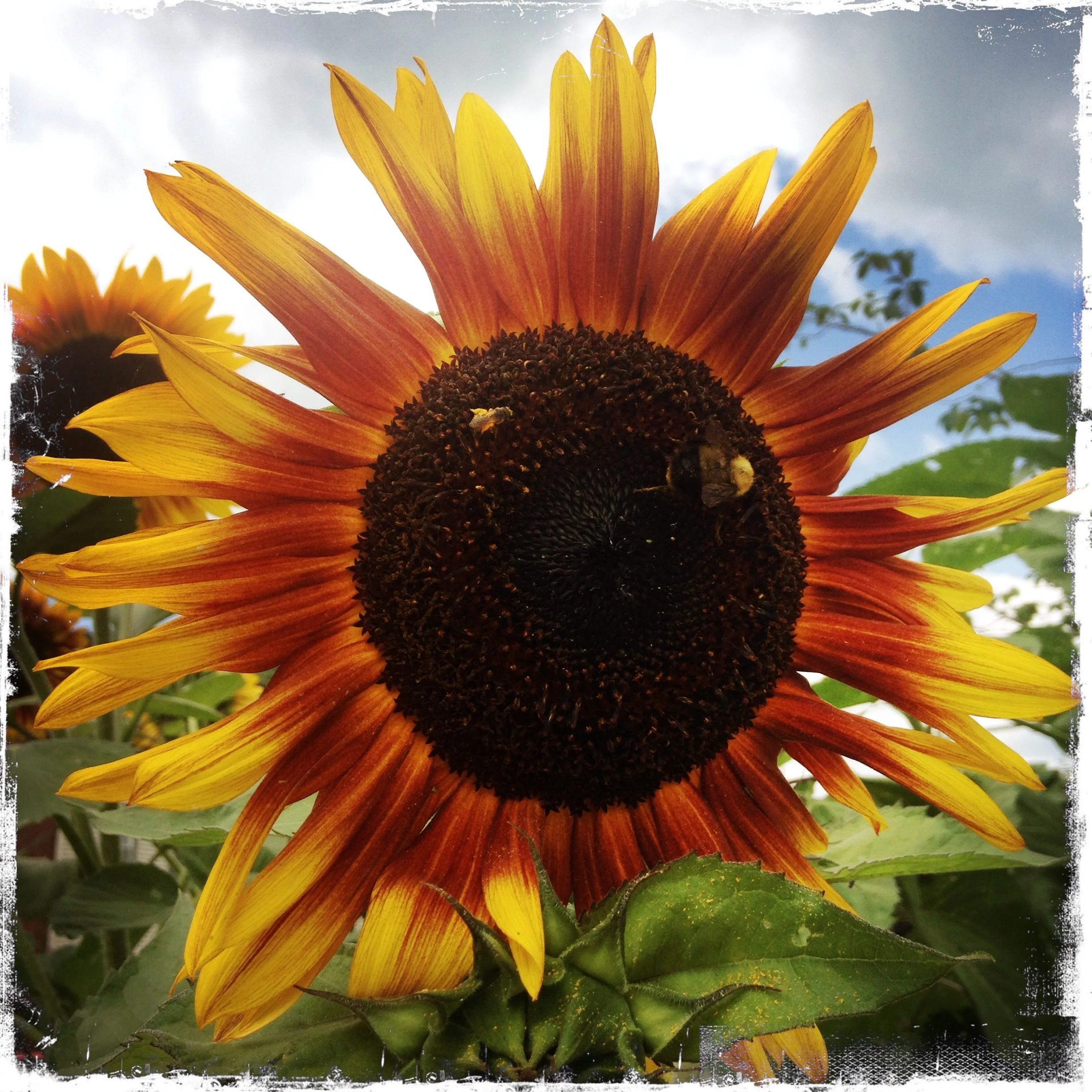 Sunflower and bee couple.