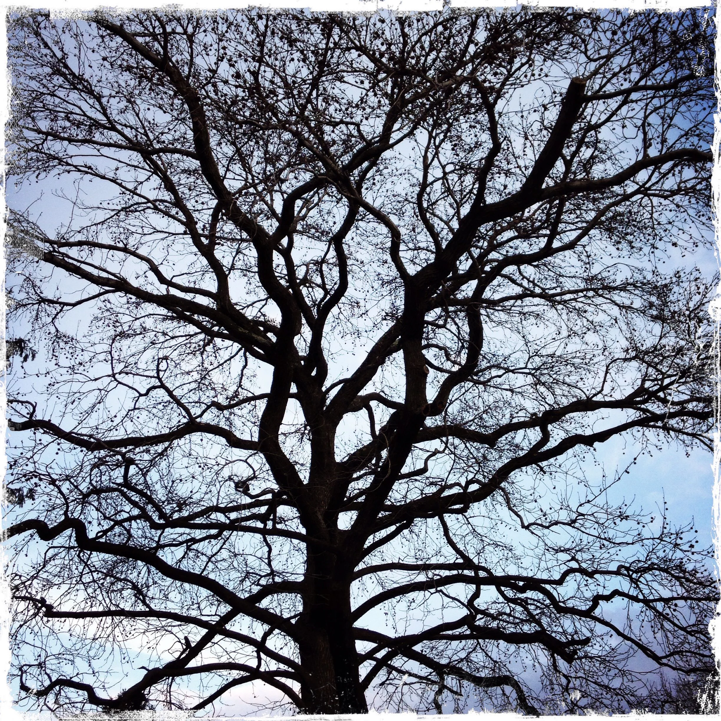 Winter tree.
