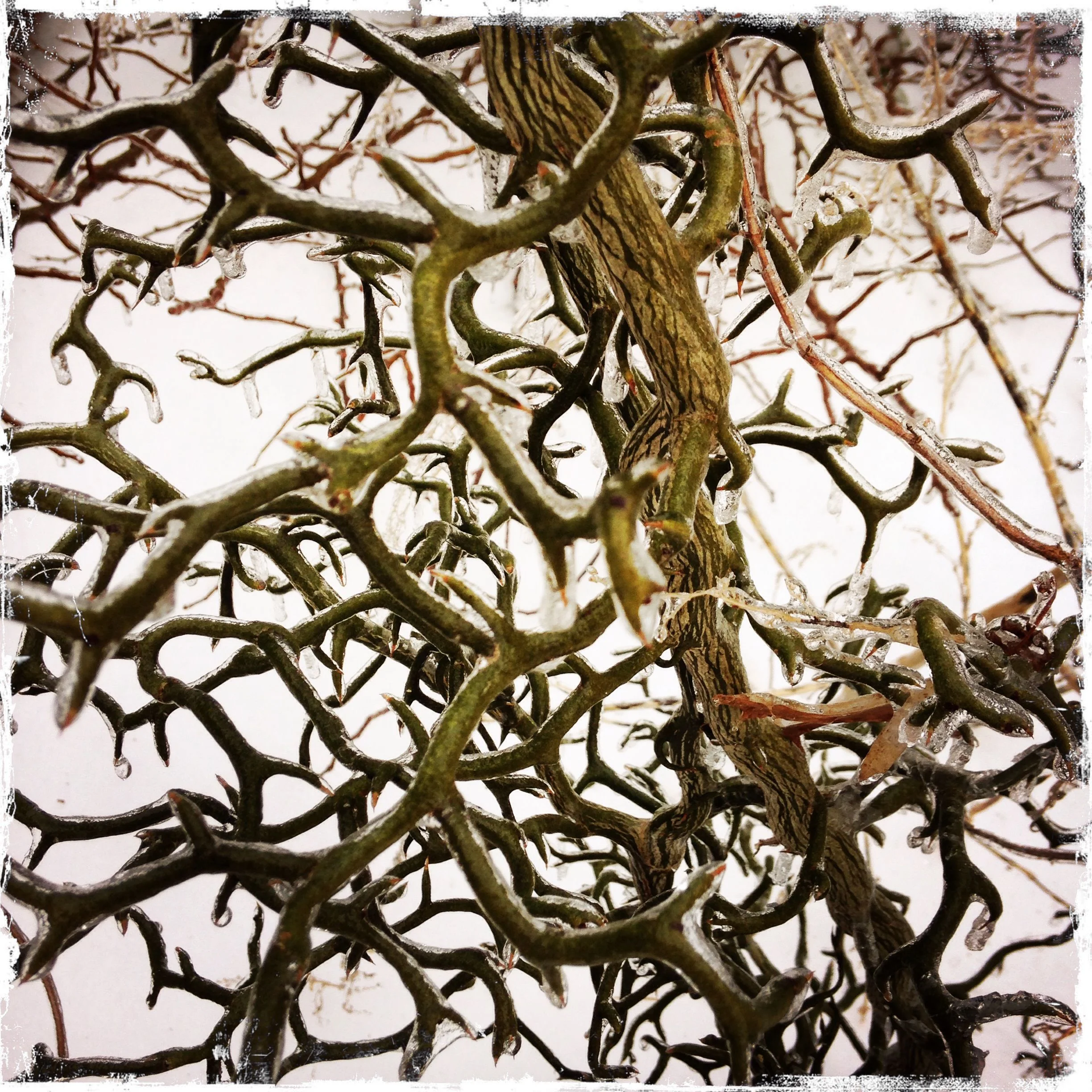 Spooky ice shrub.