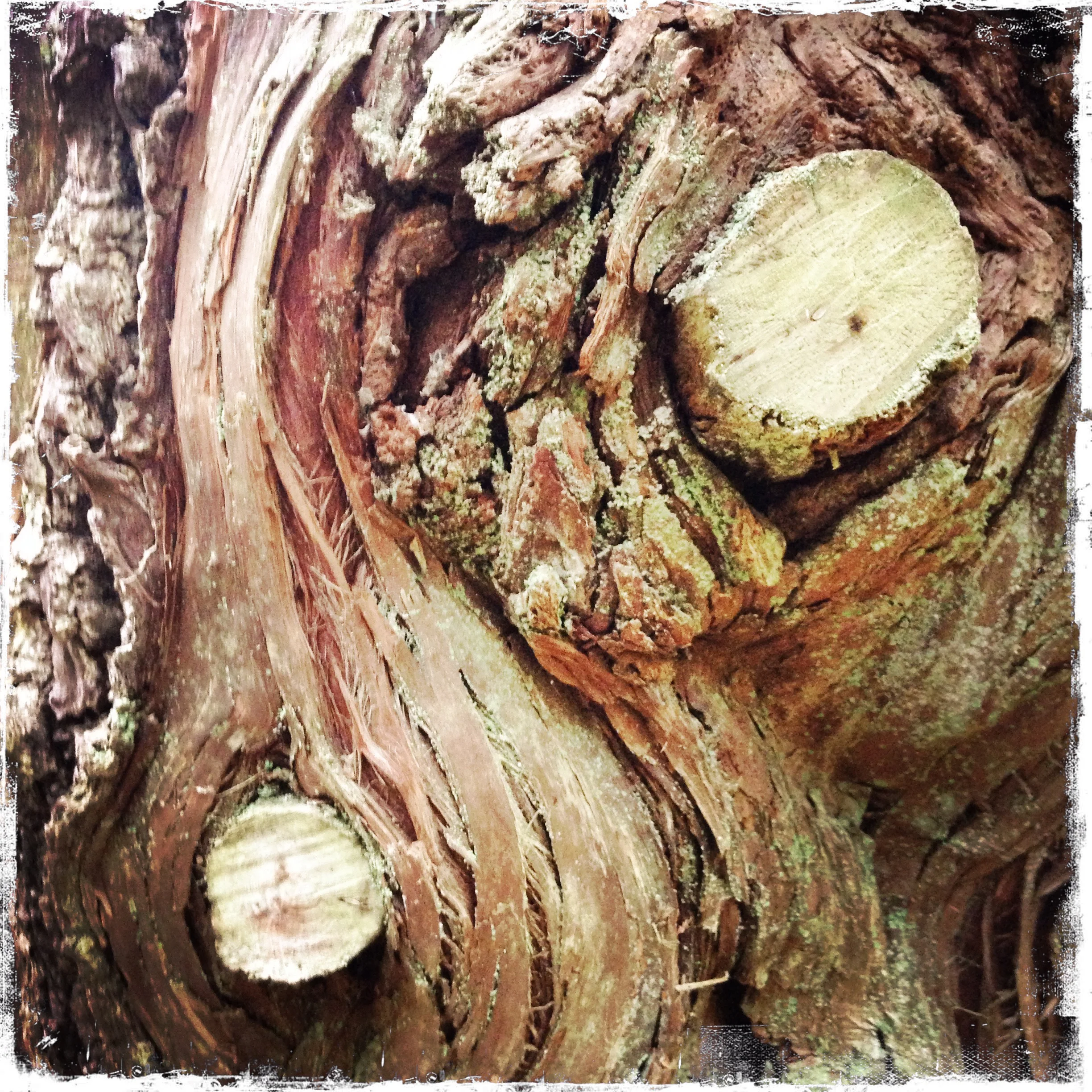 Yin yang bark.