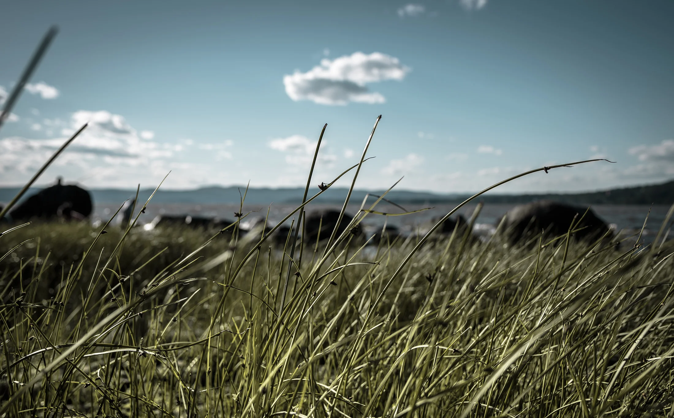 hudson grass.jpg