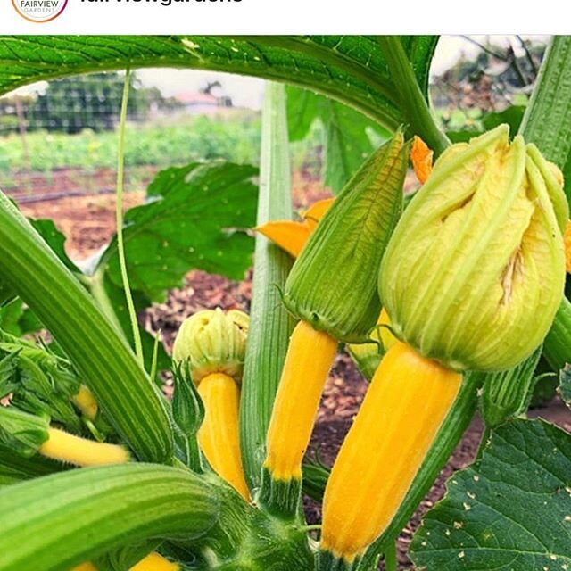 Fairview gardens produce bag this week looks delicious! Order yours by Wednesday! #fairviewgardensfarm #strengthhappens #supportlocalfarmers #organicproduce #