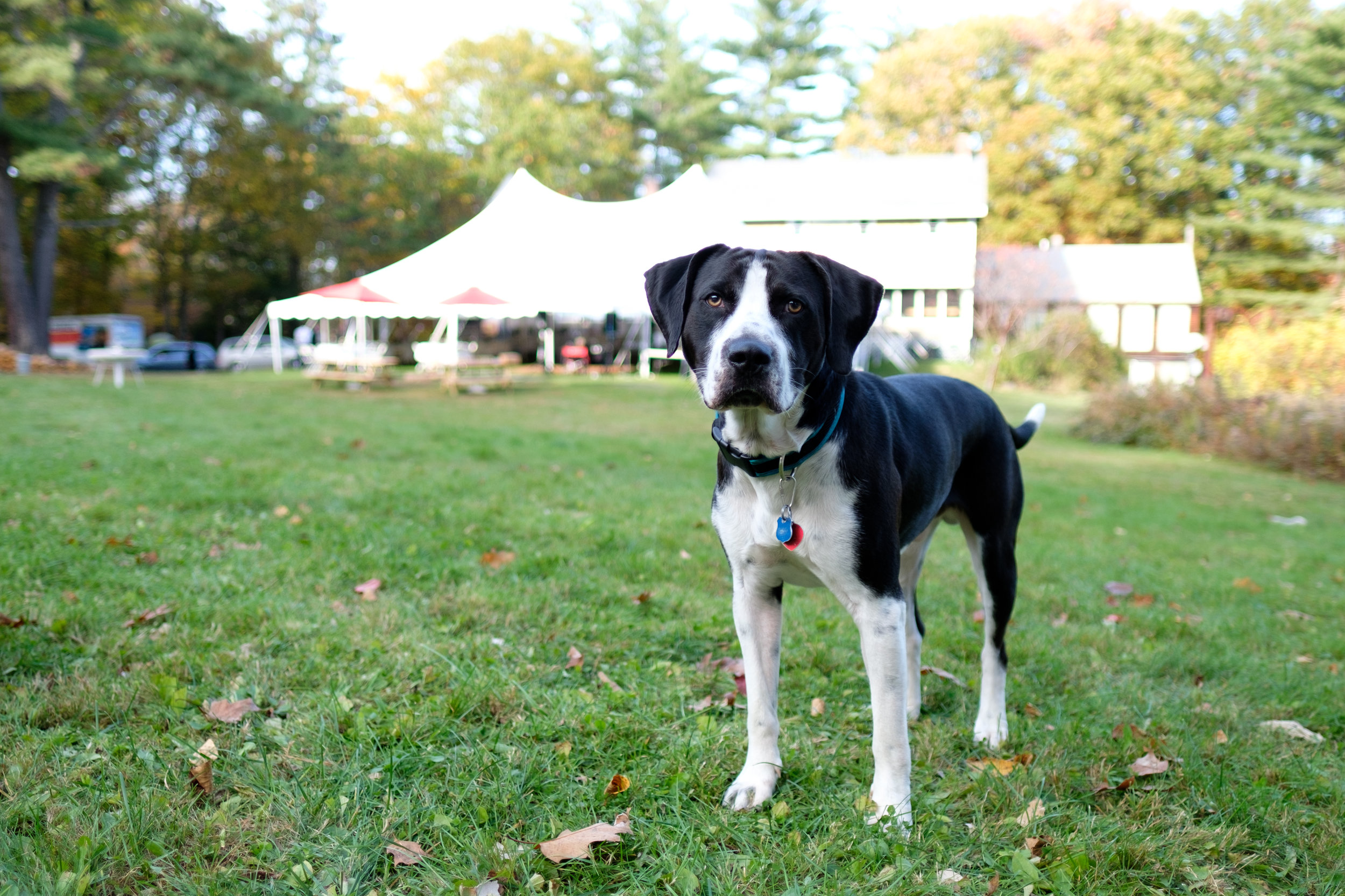 060October 21, 2017152409Greer rd. Plymouth NH wedding.jpg