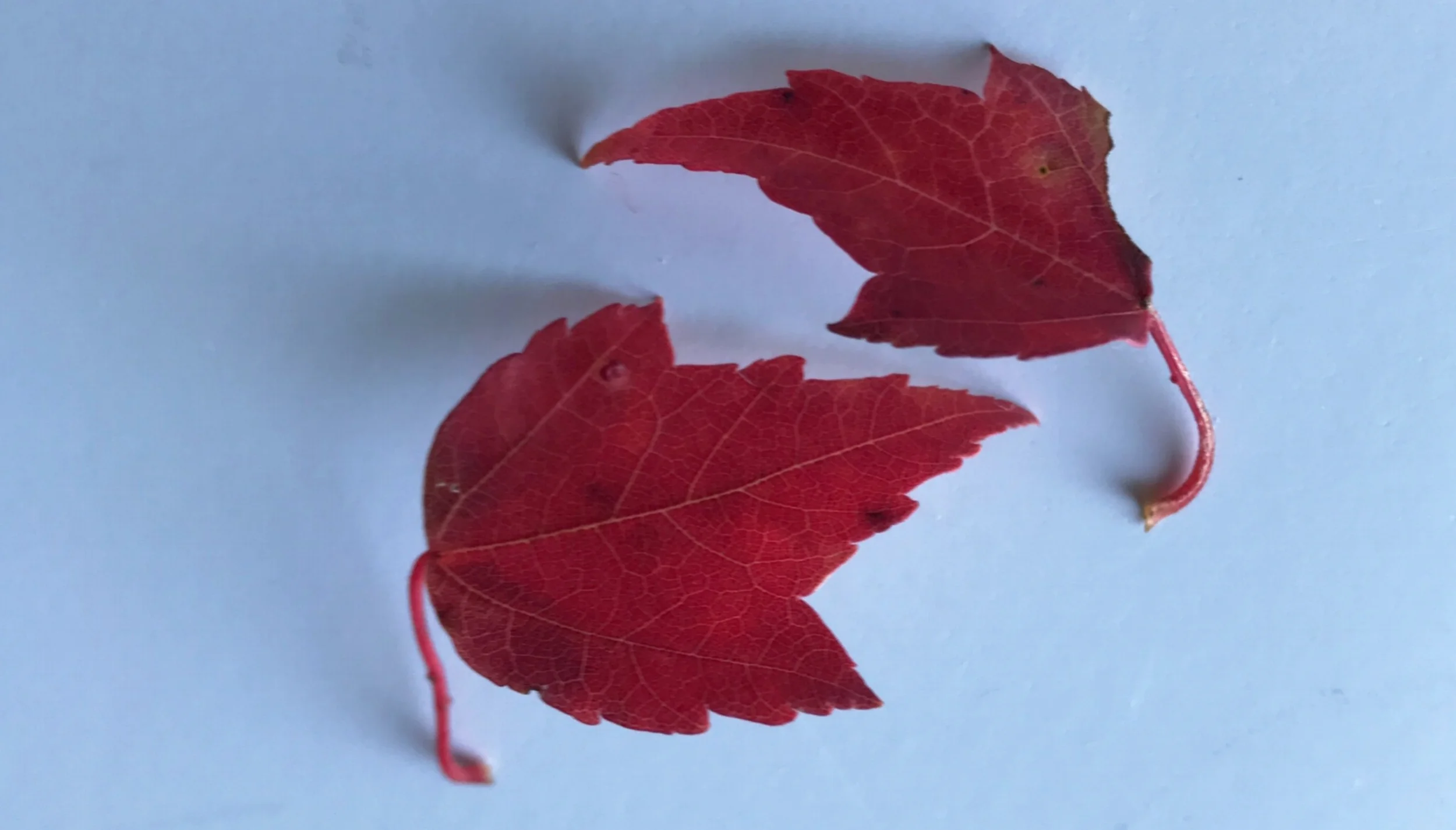 SEASONS CHANGE &amp; SO DO WE