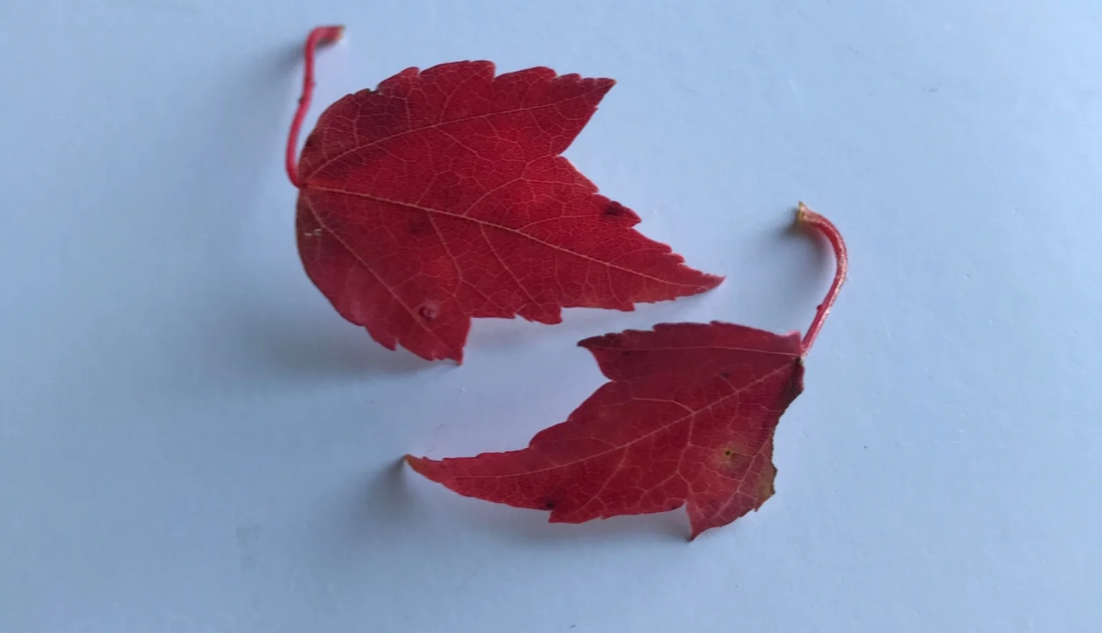 FALL—- AN INTERESTING TIME OF CHANGE AND WONDER…….