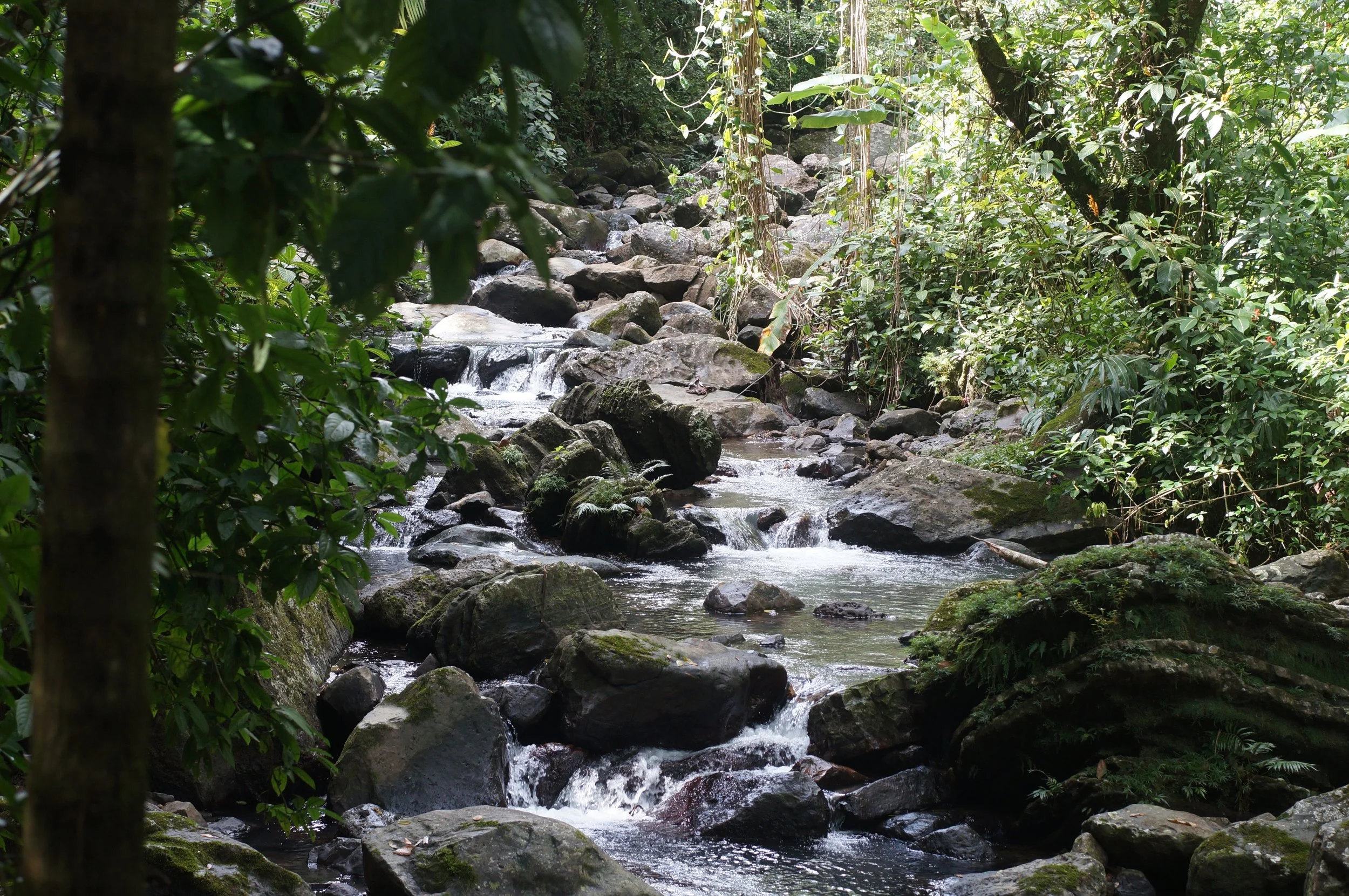 El Yunque .JPG